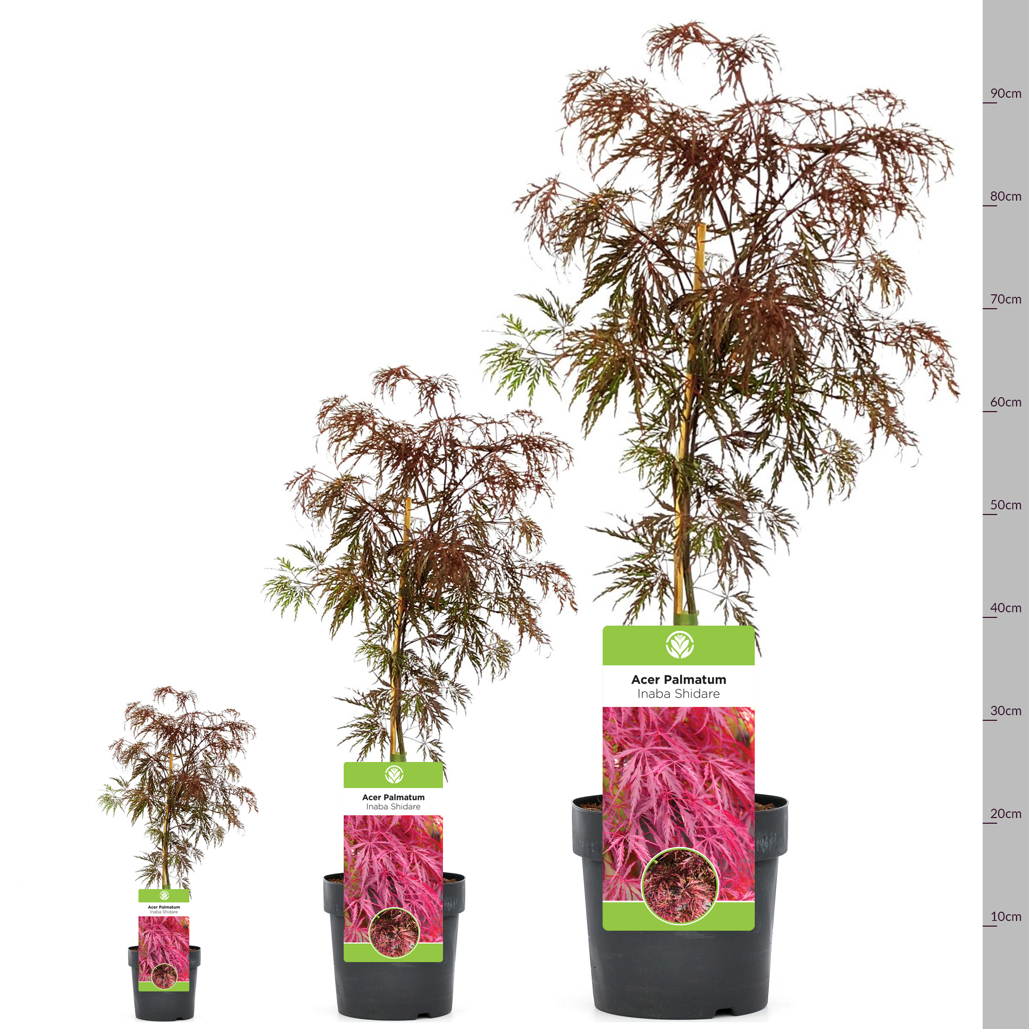 Acer palmatum 'Inaba-Shidare' | Japanese Maple Deciduous Garden Plant In Pot - Picture 11 of 12