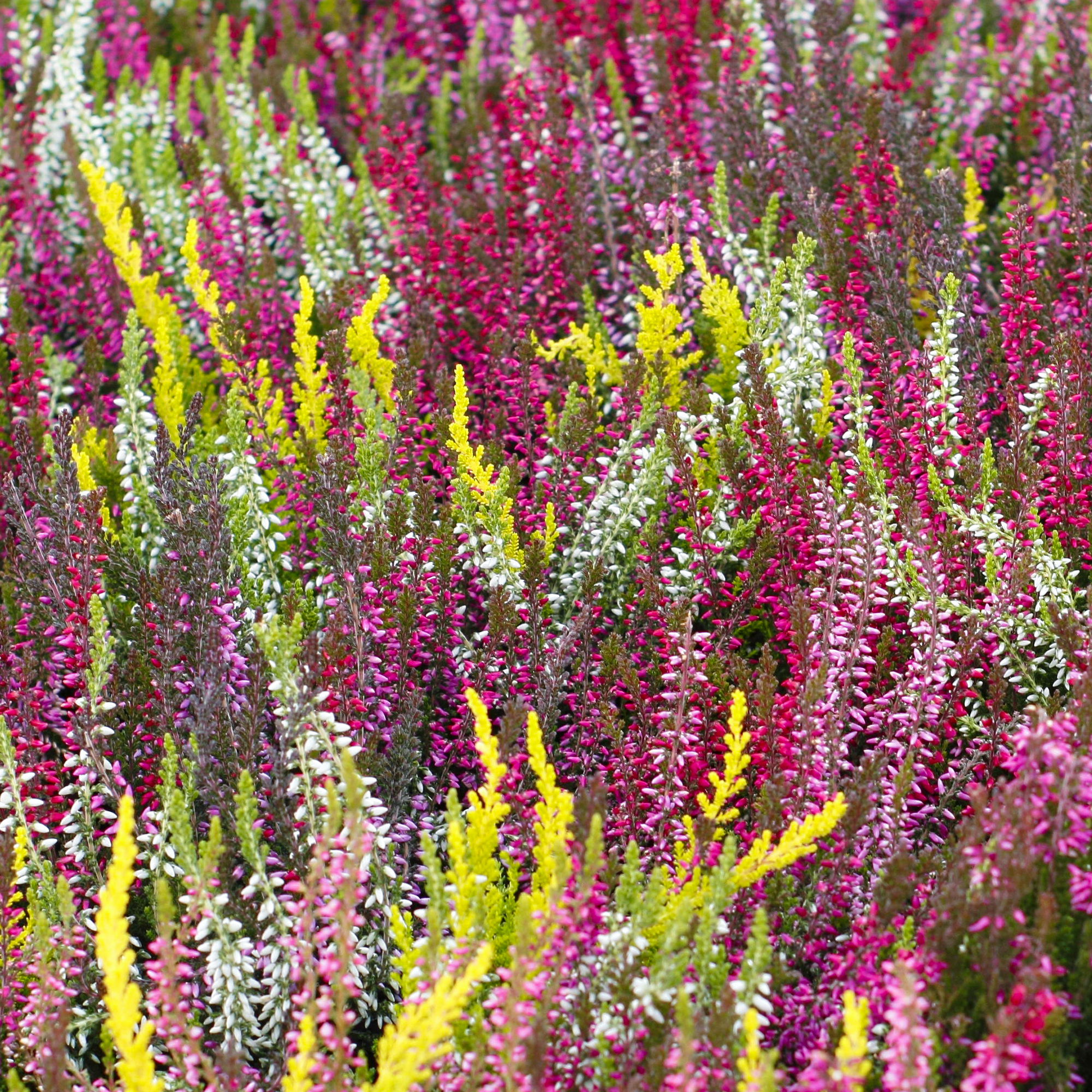 18 Potted Calluna Heathers Premium Flowering Evergreen