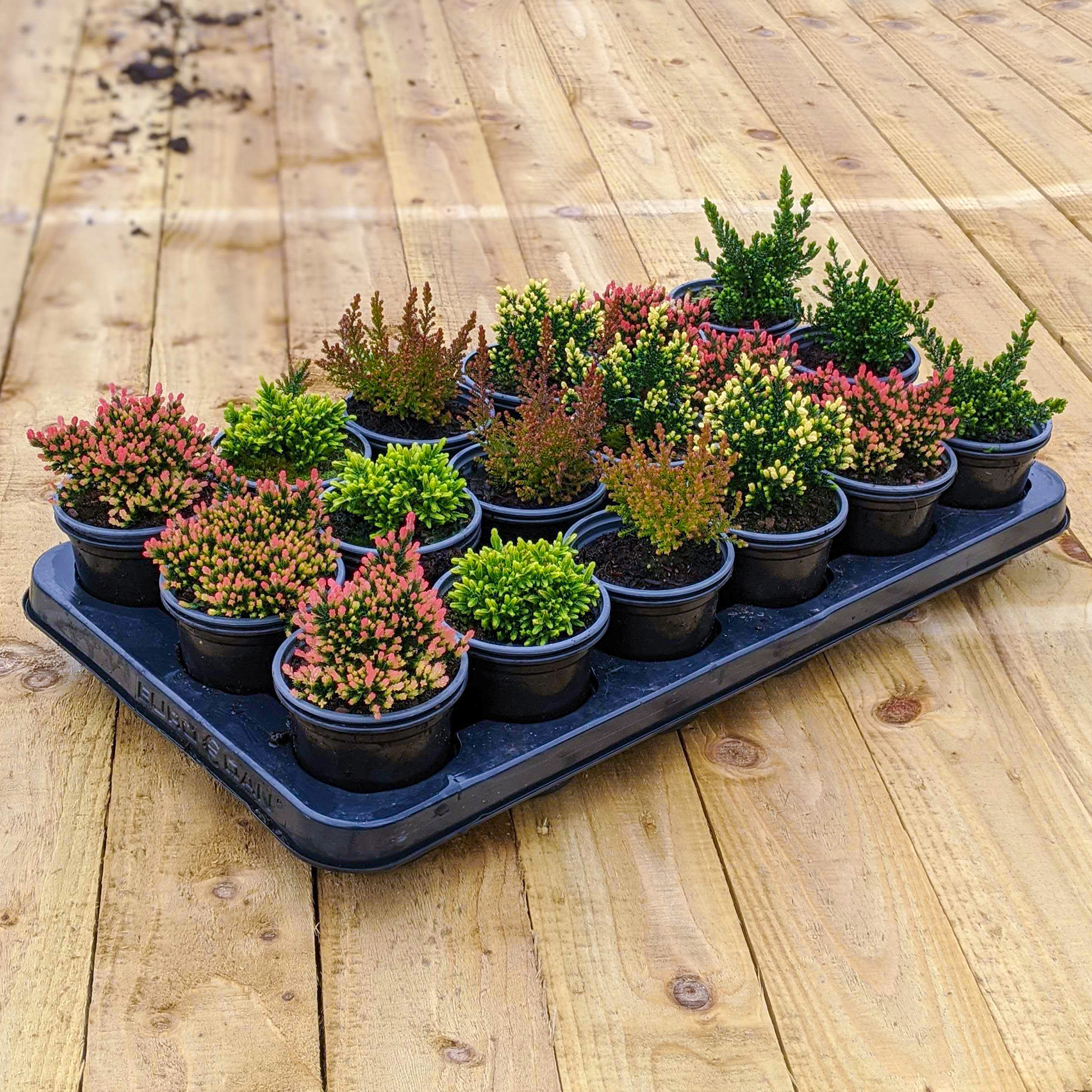 Calluna Heathers Large Flowering Evergreen Bushy Shrub