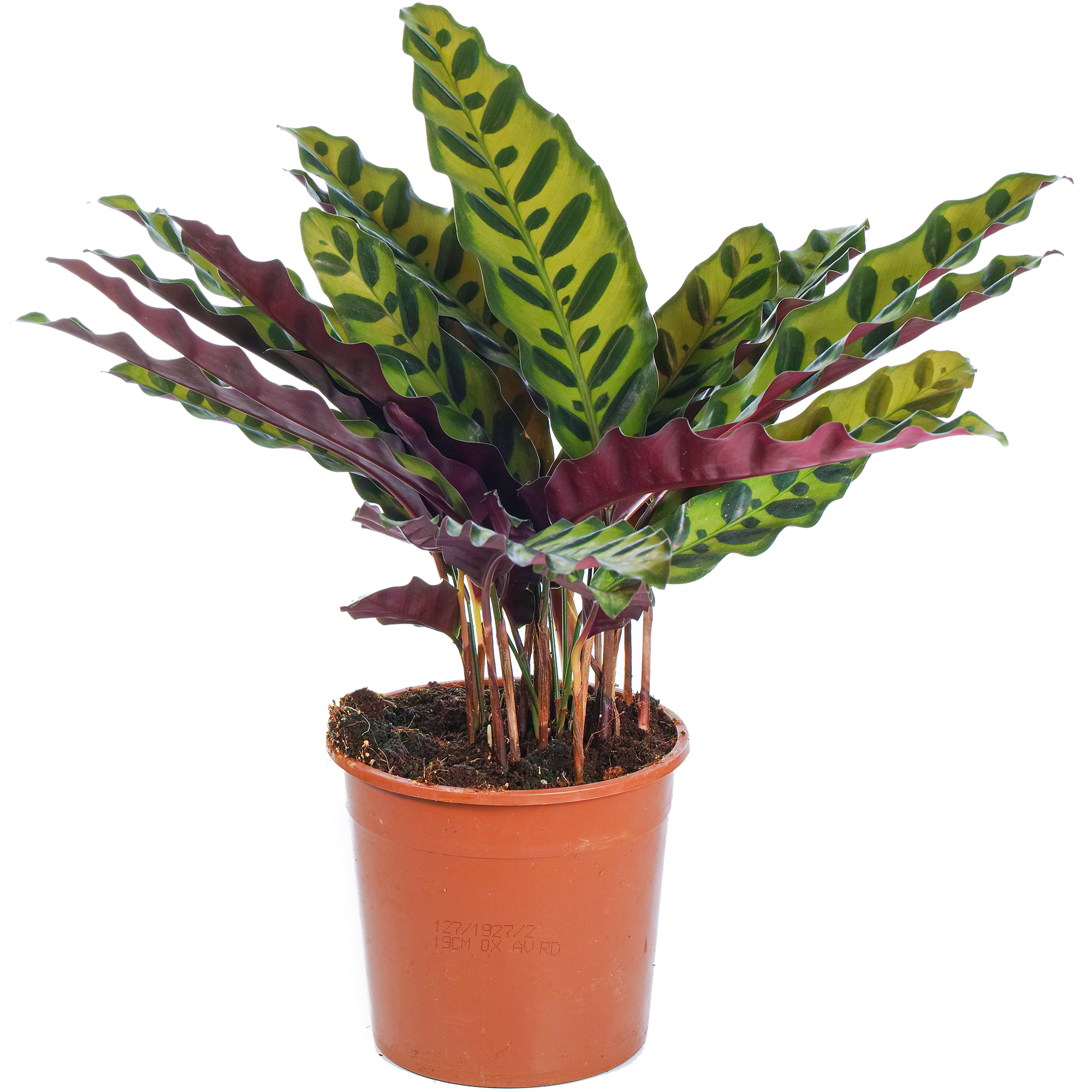 Popular Calathea Rattlesnake Plant Indoor Plant Gift for Sale 40-50cm ...