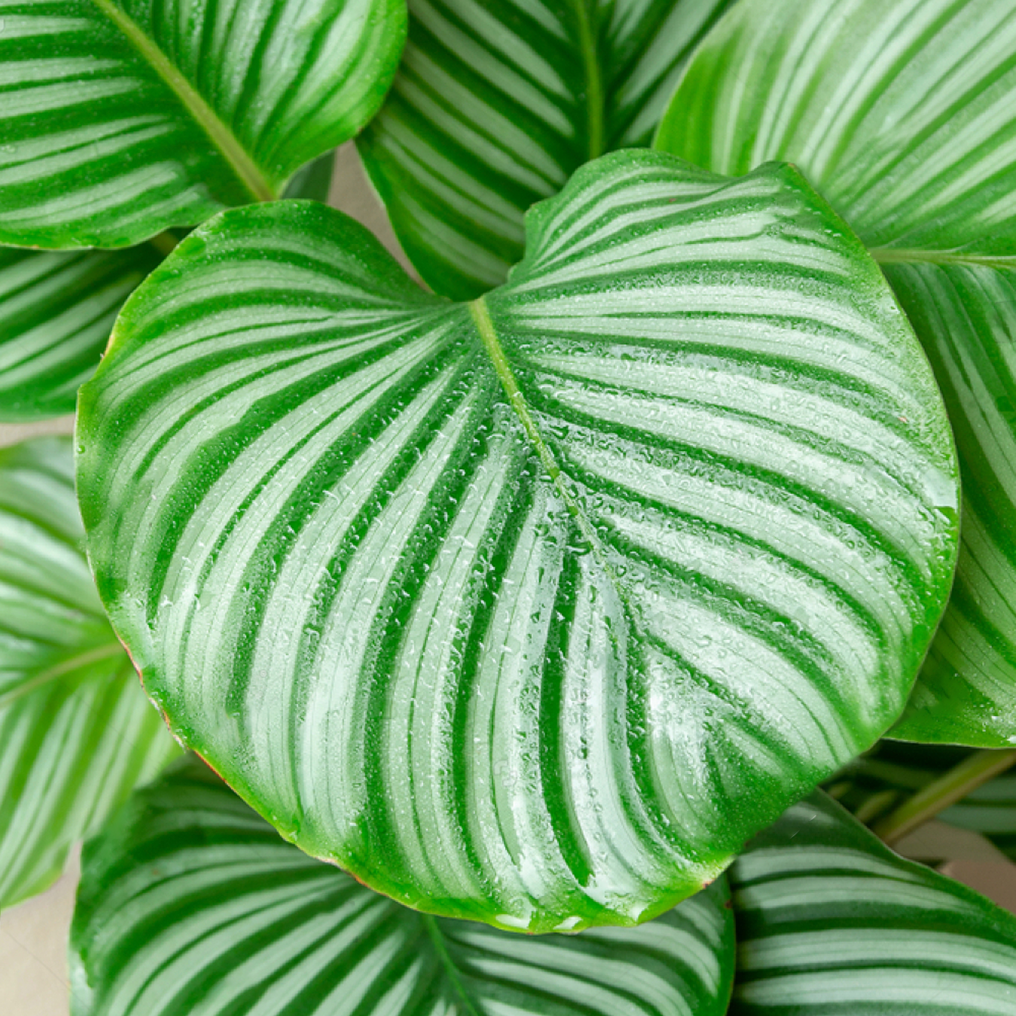 Premium Calathea Peacock Plant Indoor 20-30cm Potted Houseplant for ...