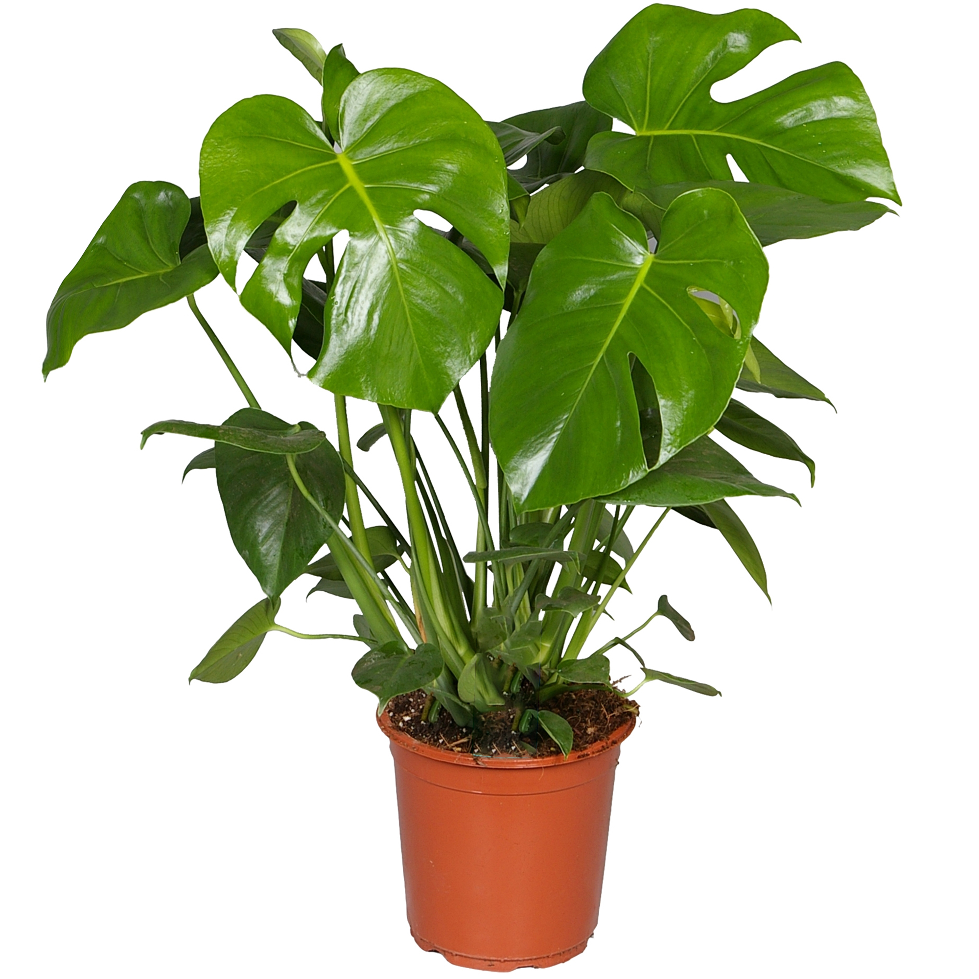 Monstera Deliciosa Swiss Cheese Plant for Home or Office 3040cm Potted