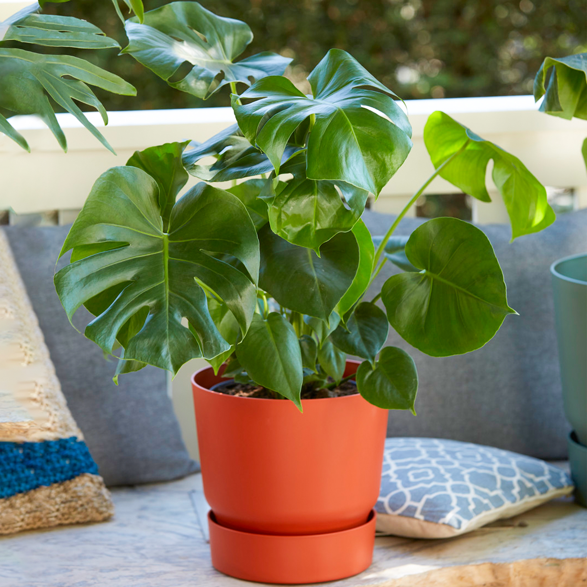 1 x Monstera Swiss Cheese Plant for Home or Office for