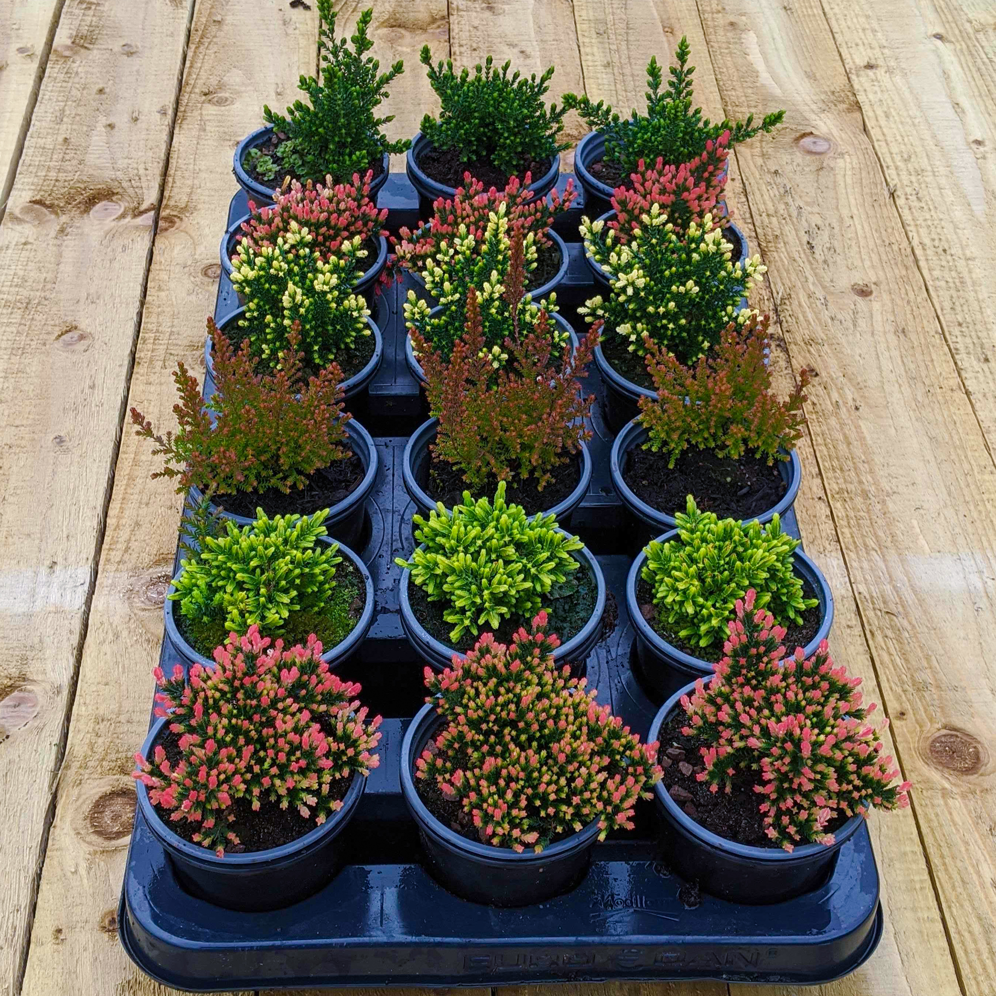 36 Potted Calluna Heathers Premium Flowering Evergreen