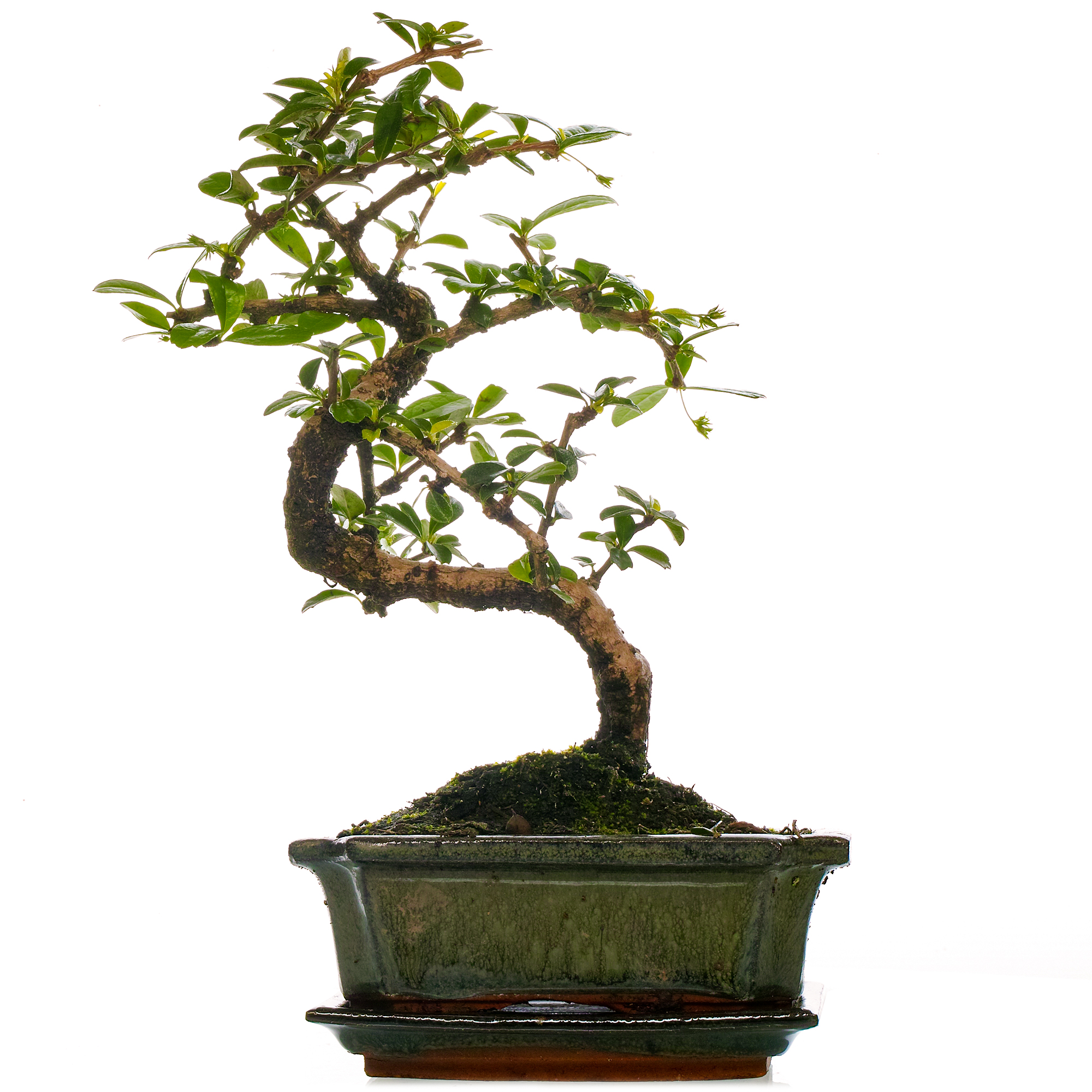 Bonsai Carmona Fukien Tea Indoor House Plant in 15cm Pot (3040cm Incl
