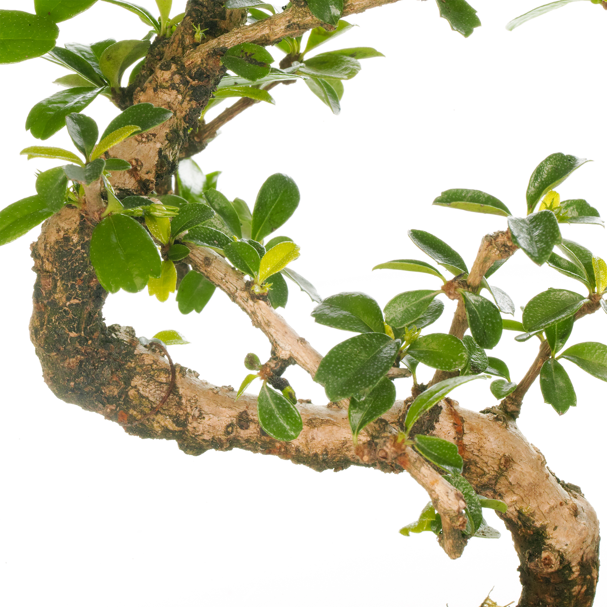 Bonsai Carmona Fukien Tea Indoor House Plant in 15cm Pot (30-40cm Incl ...