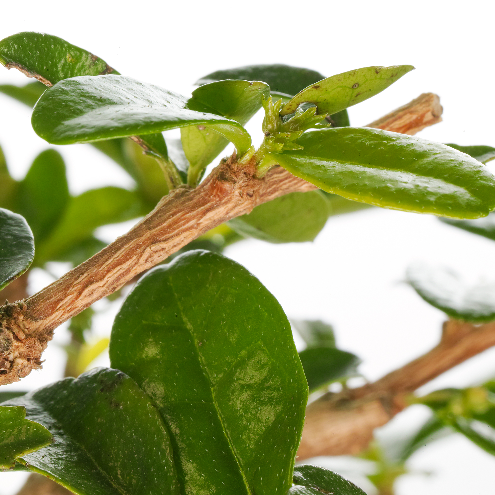 Bonsai Carmona Fukien Tea Indoor House Plant in 15cm Pot (30-40cm Incl ...