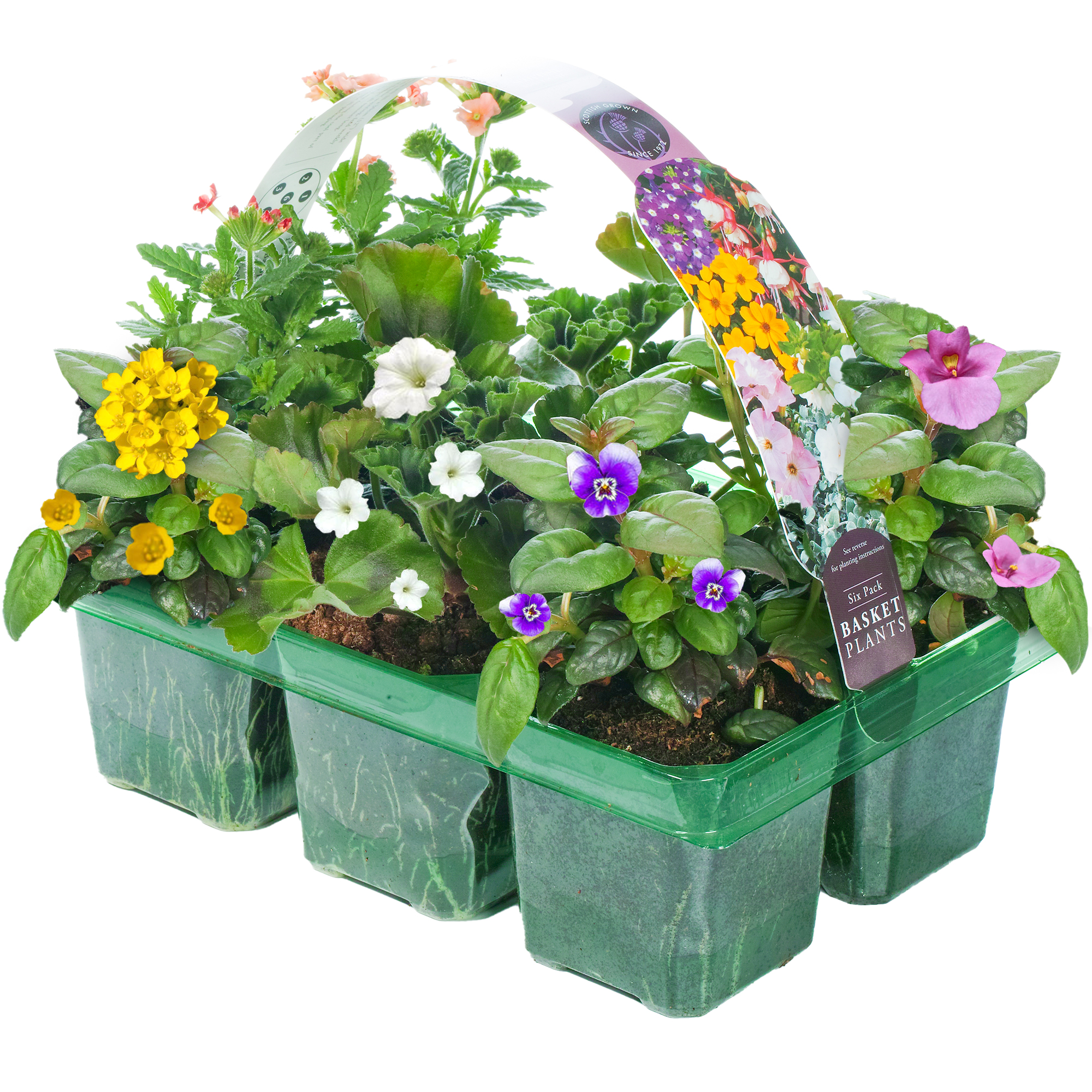 Beautiful Mixed Hanging Basket Plants for Borders Pots