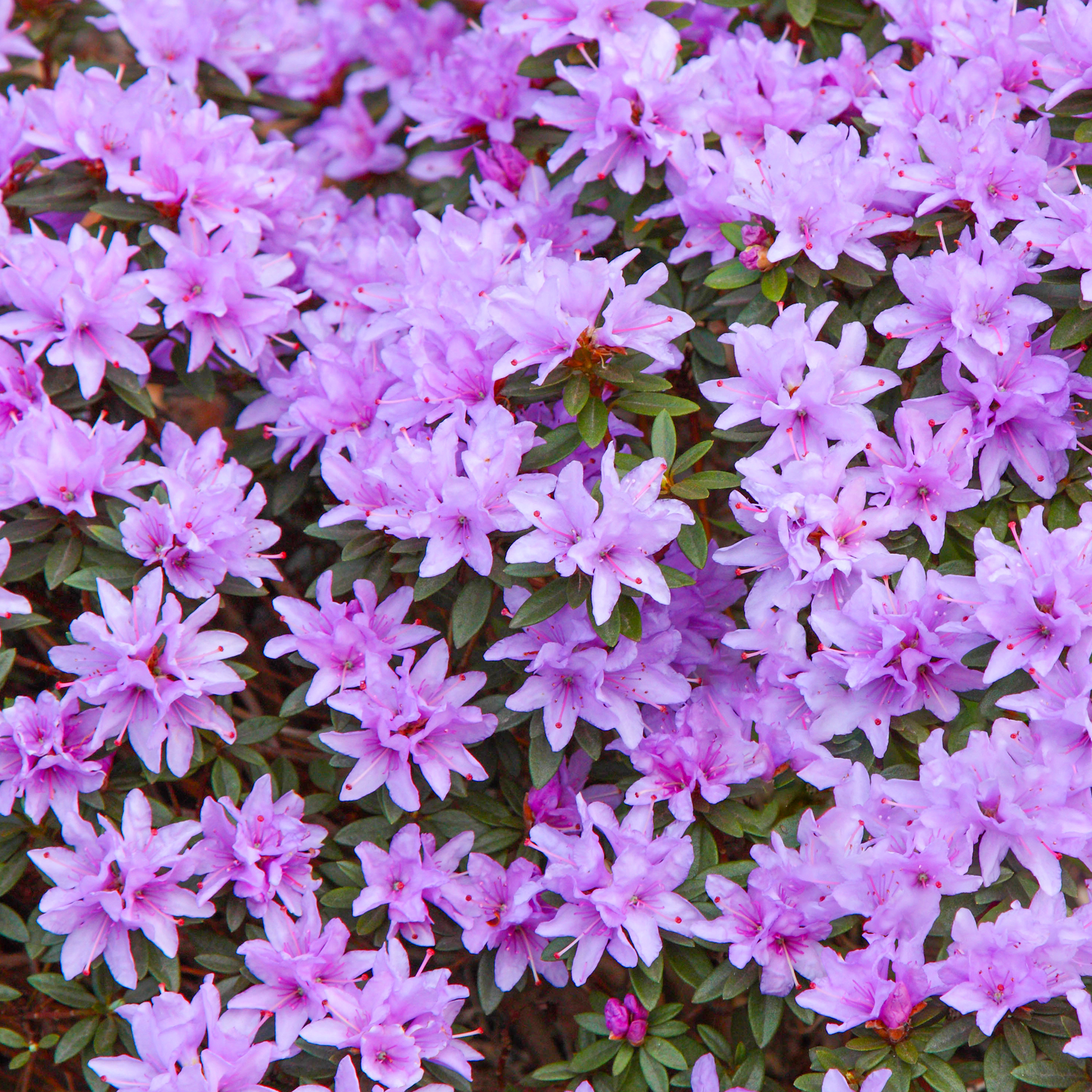 Rhododendron Blue Tit Evergreen Bushy Blue Flowering Dwarf
