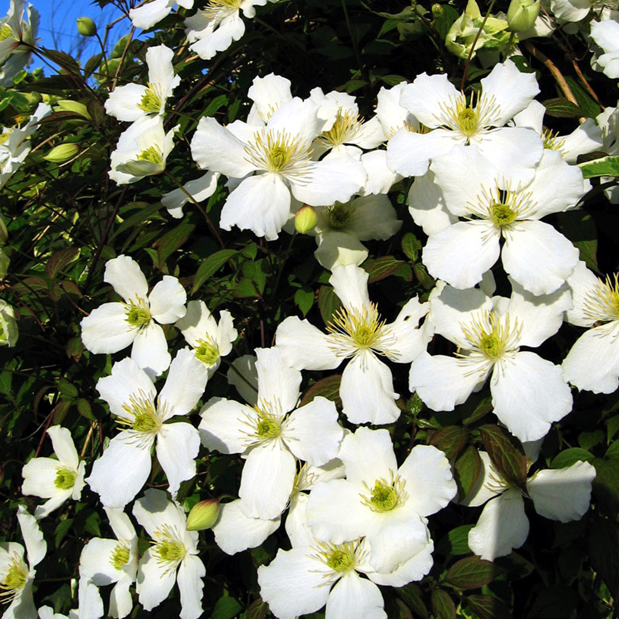 Clematis Montana Grandiflora Deciduous Scented Flowering Climbing Shrub Ebay
