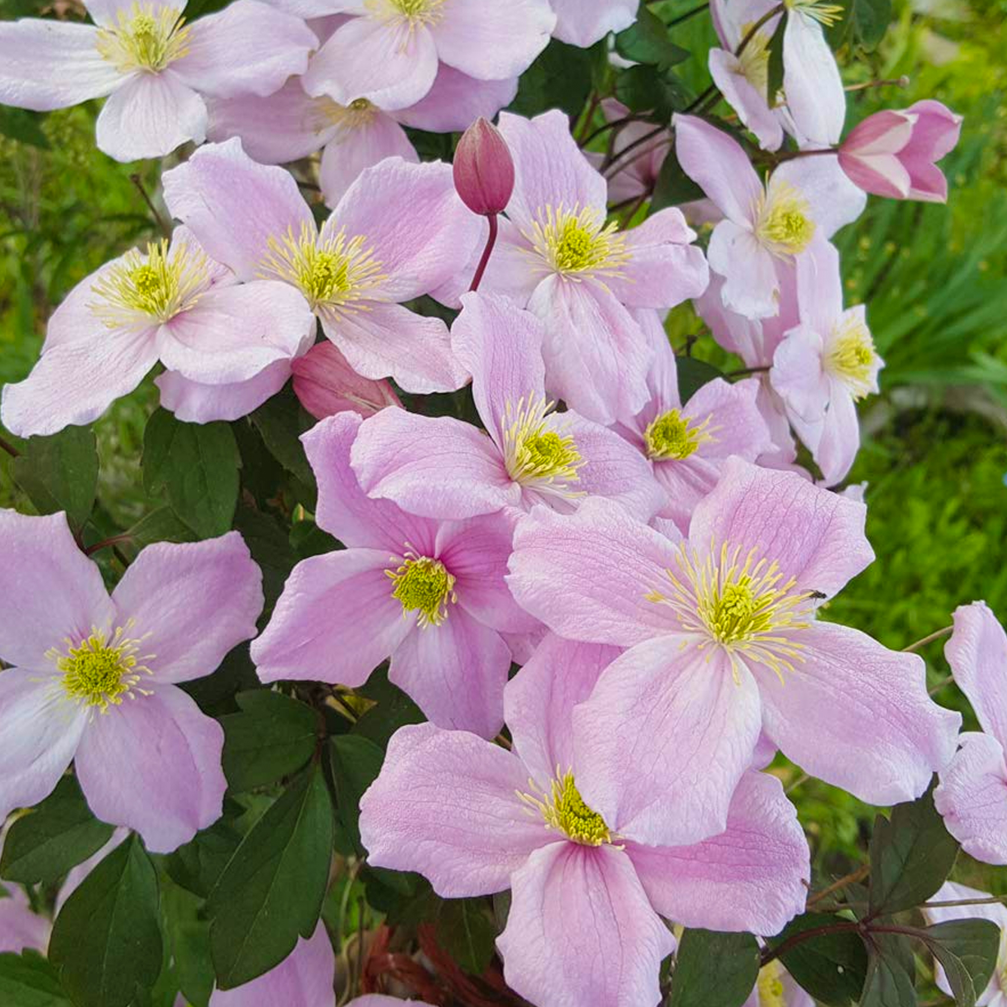 Clematis Montana