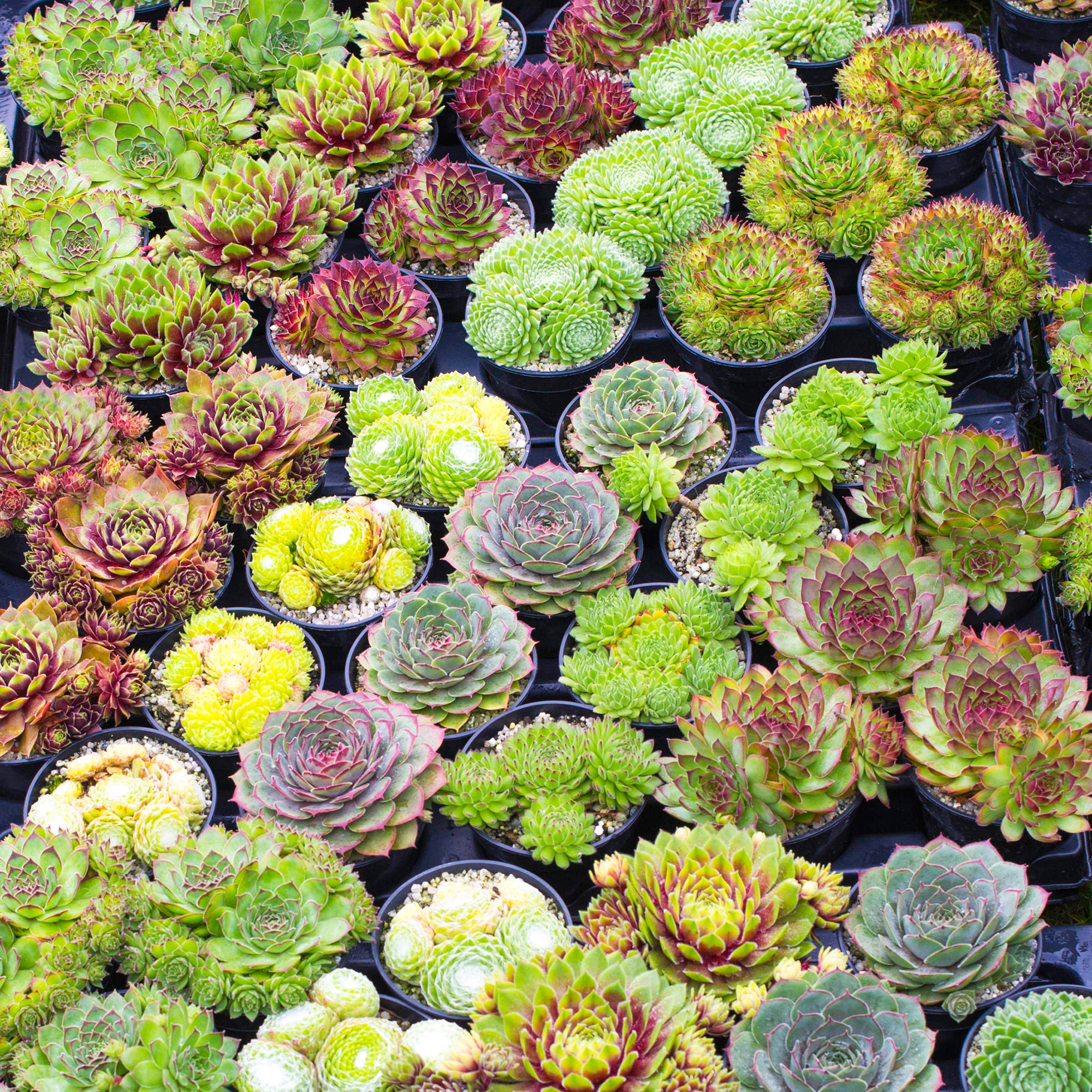 Sempervivum Mix - 10 Plants | Houseleek 5-15cm Potted Succulent Plants