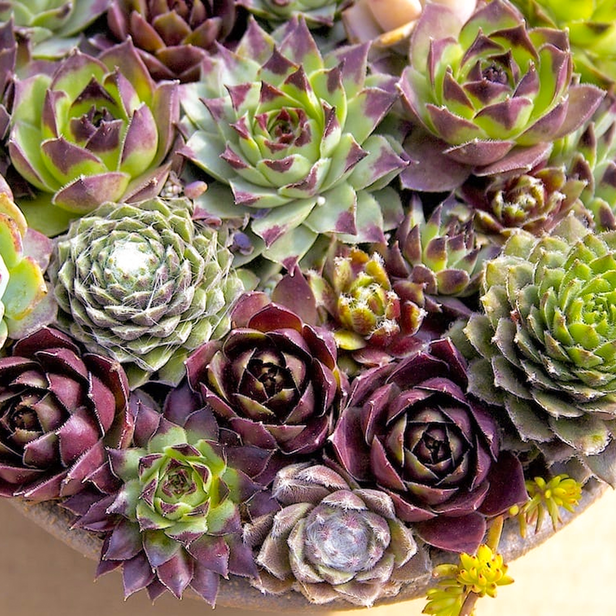 Sempervivum Mix 10 Plants Houseleek 515cm Potted Succulent Plants