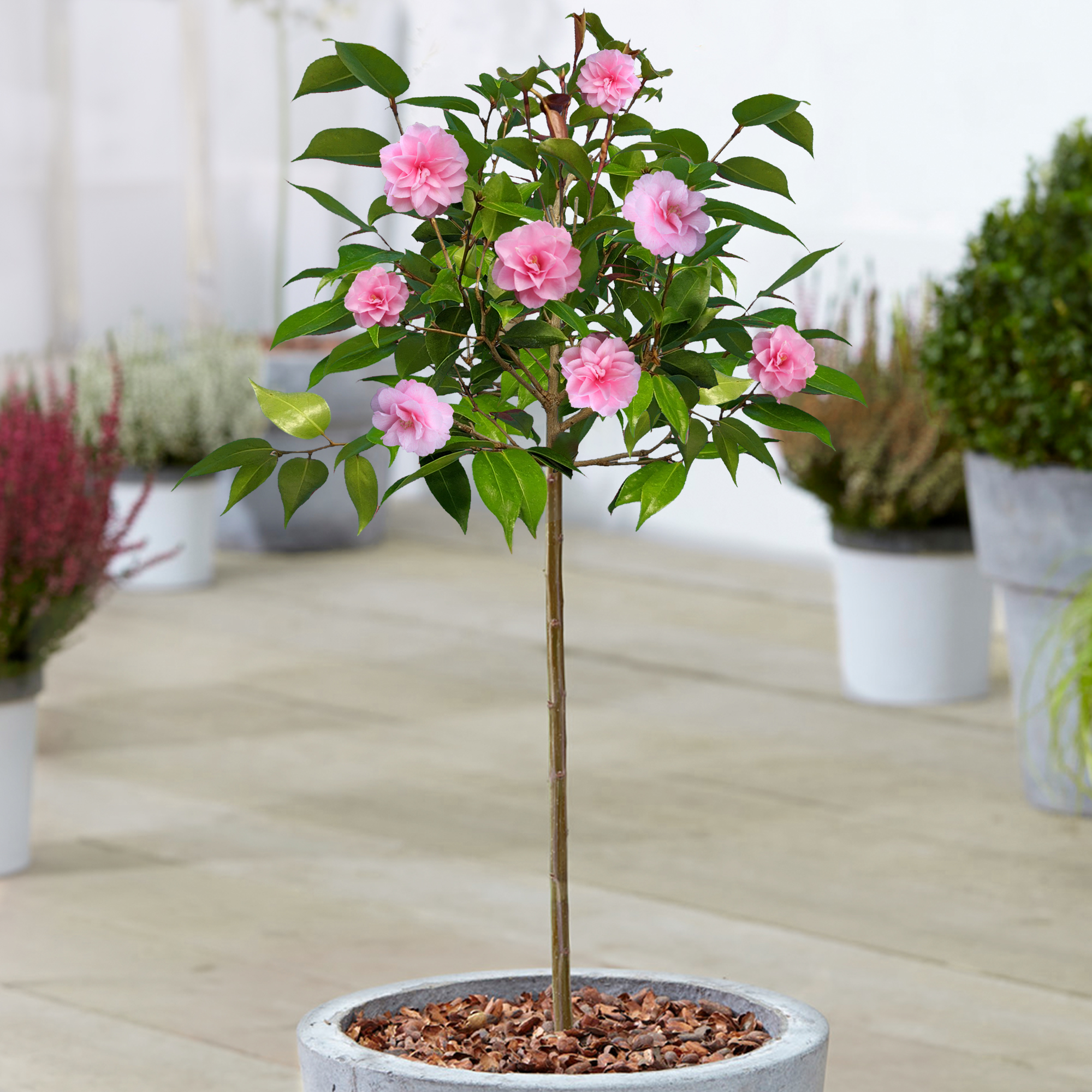 Camellia Spring Festival Tree | Potted Evergreen Patio Trees for Small Gardens - Picture 6 of 10