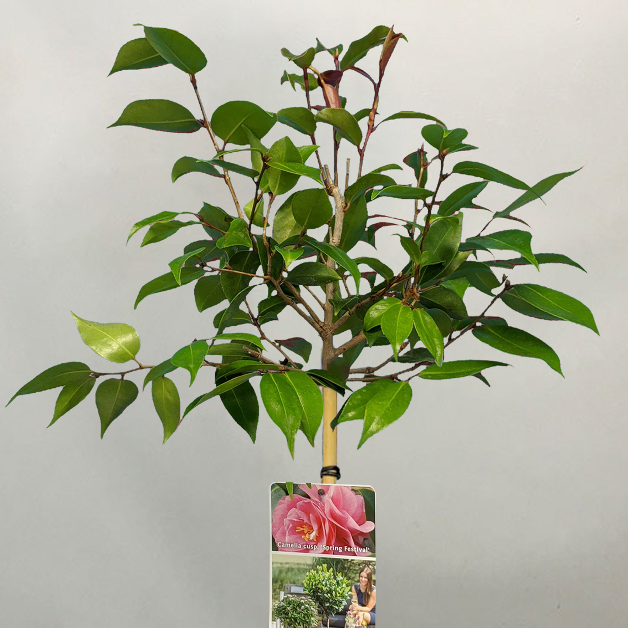 Camellia Spring Festival Tree | Potted Evergreen Patio Trees for Small Gardens - Picture 7 of 10
