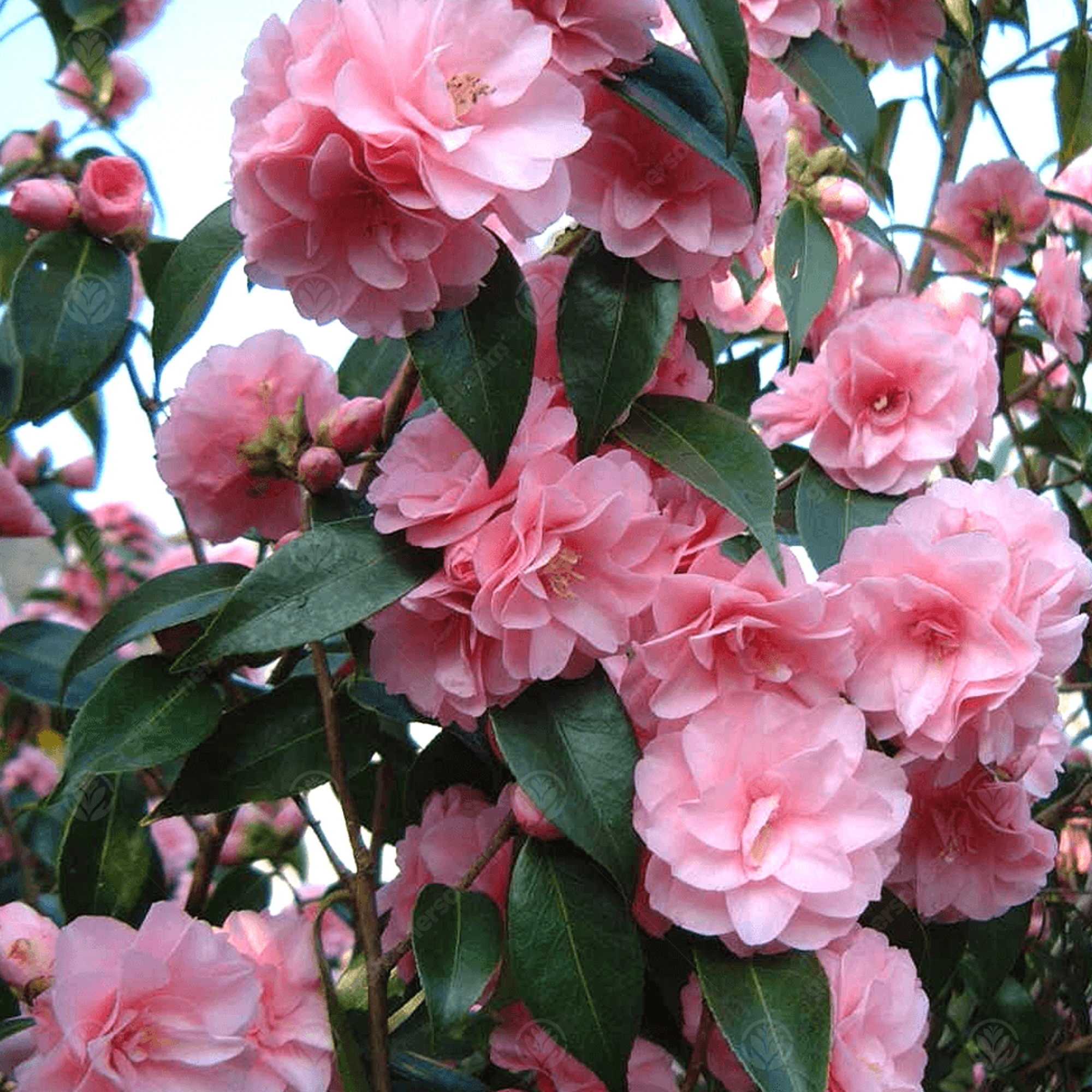 Camellia Spring Festival Tree | Potted Evergreen Patio Trees for Small Gardens - Picture 9 of 10
