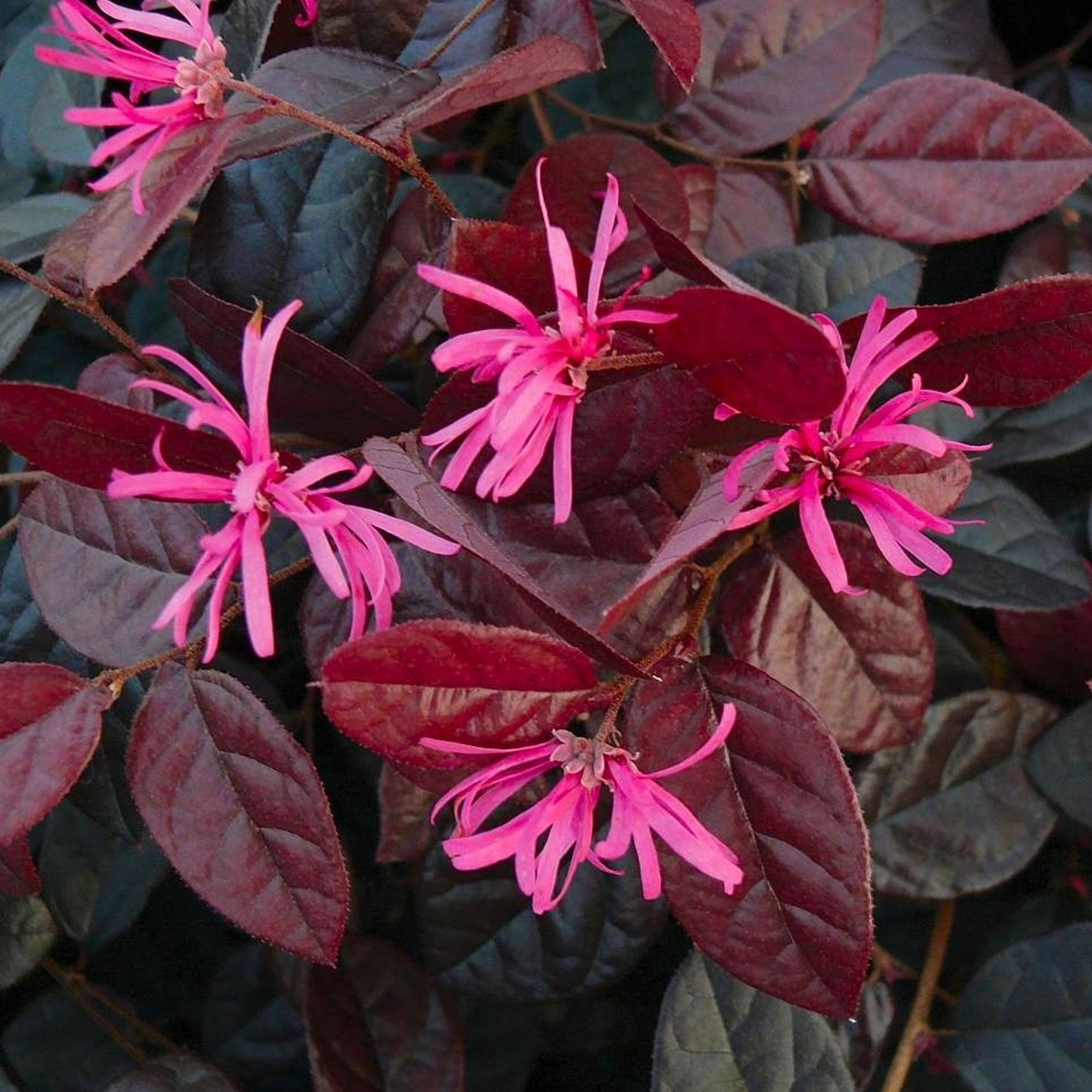 Loropetalum Chinense Fire Dance Tree | Evergreen Patio Trees for Small