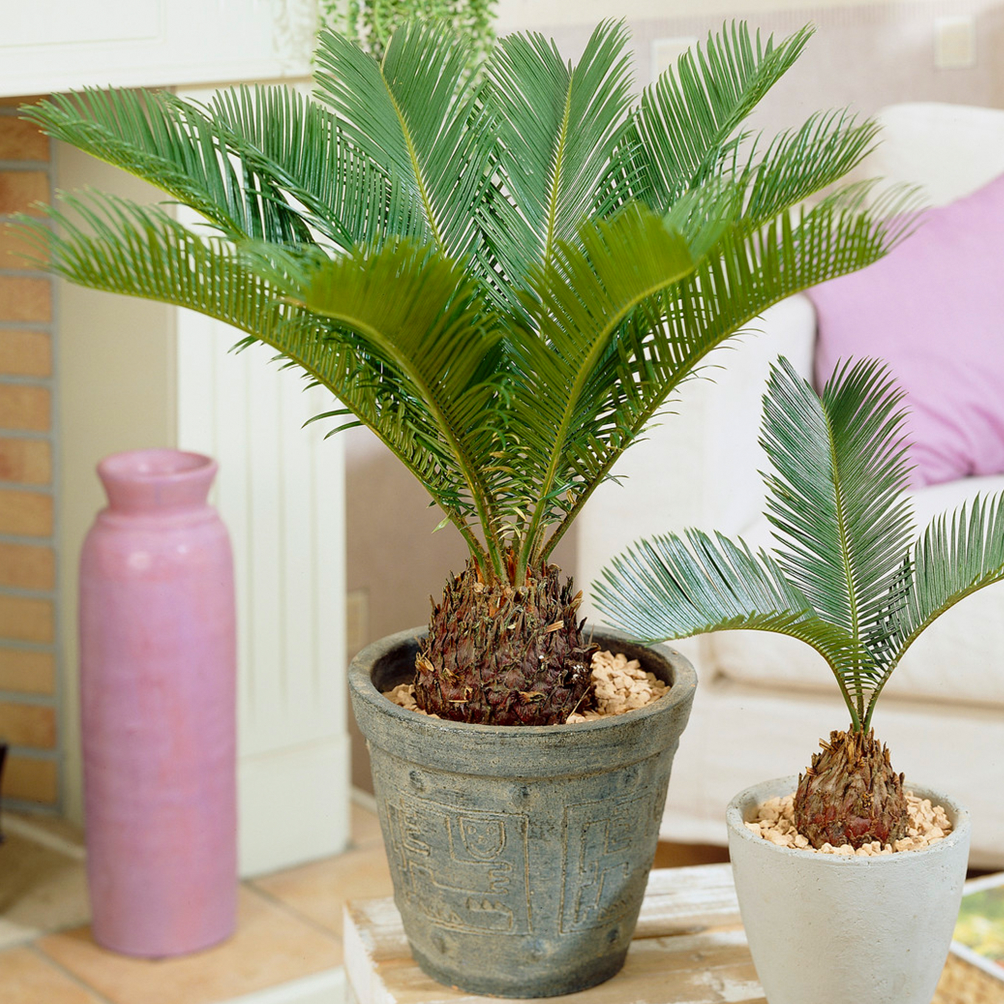 Cycas Revoluta | Indoor 30-40cm Potted Sago Palm | Houseplants for Sale ...