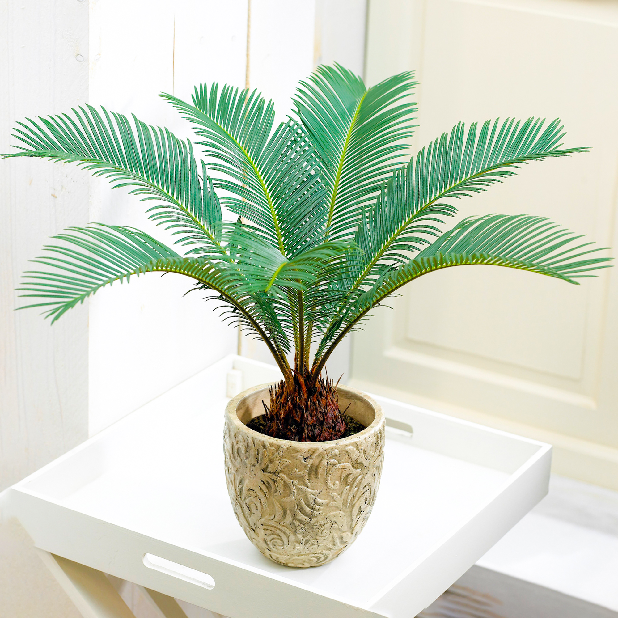 Evergreen Cycas Revoluta | Premium Potted Indoor Plant Gift (30-40cm ...