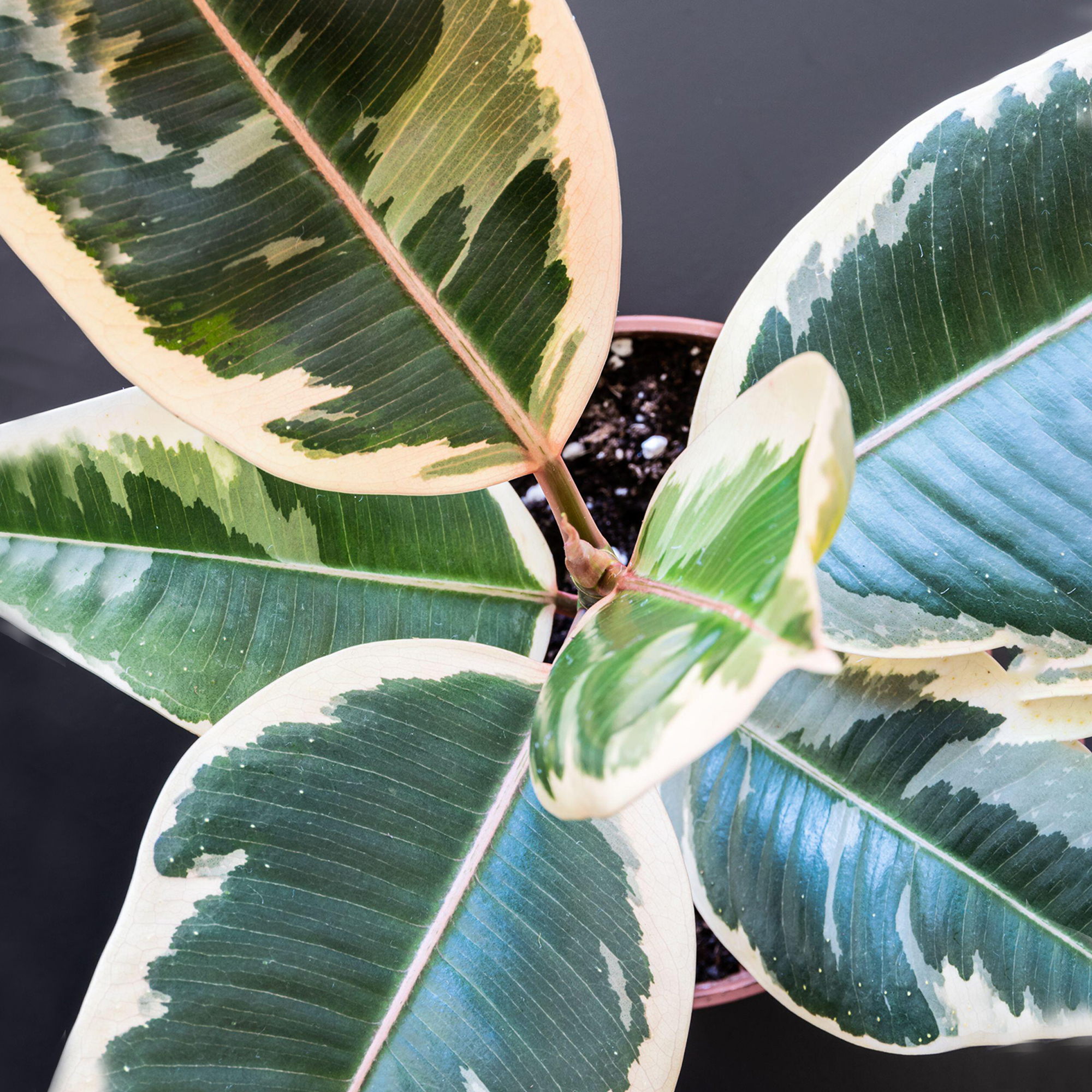 30-40cm Potted Ficus Tineke | Premium Indoor Rubber Plant Gift for Sale ...