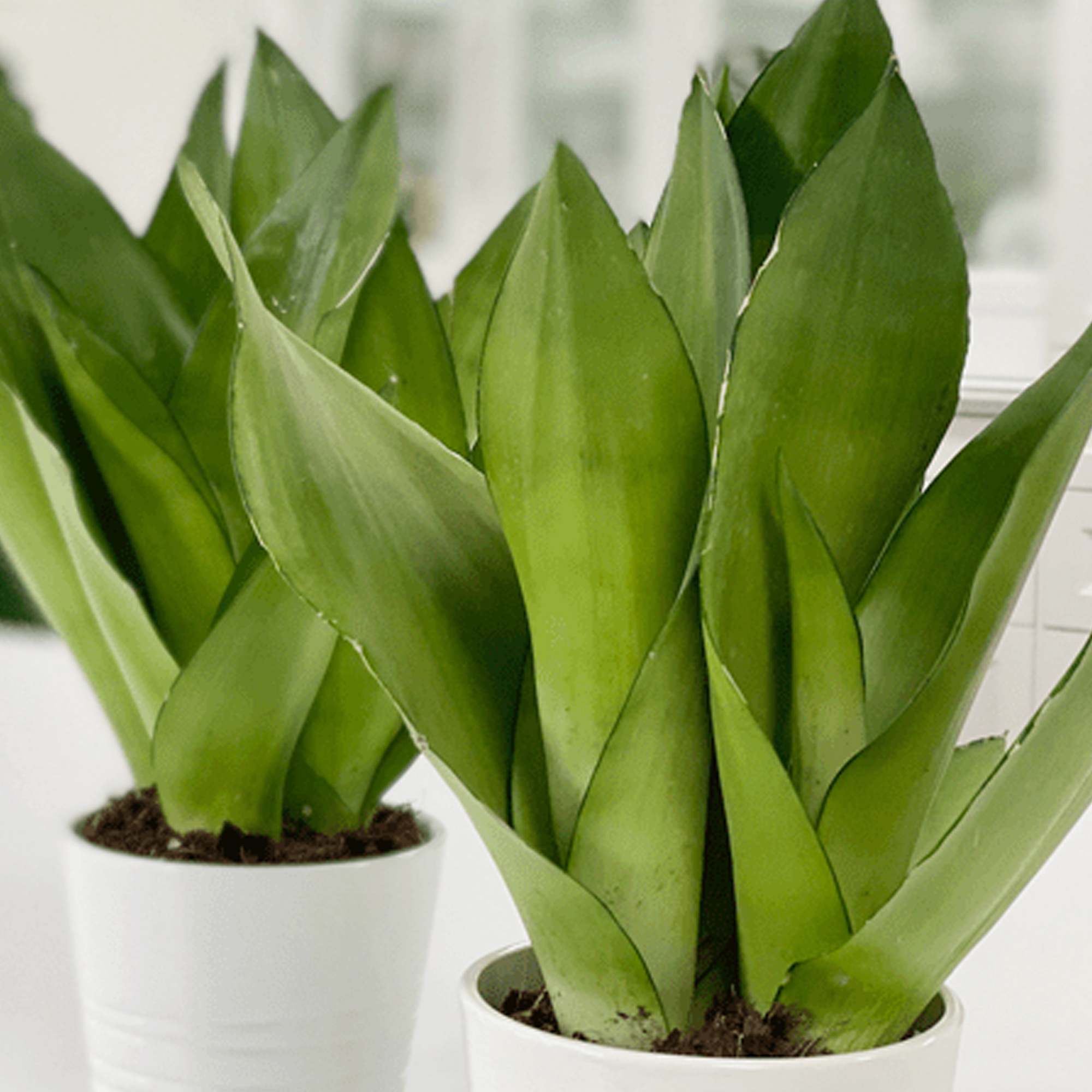 Sansevieria Moonshine Snake Plant for Home or Office (3040cm with Pot) eBay