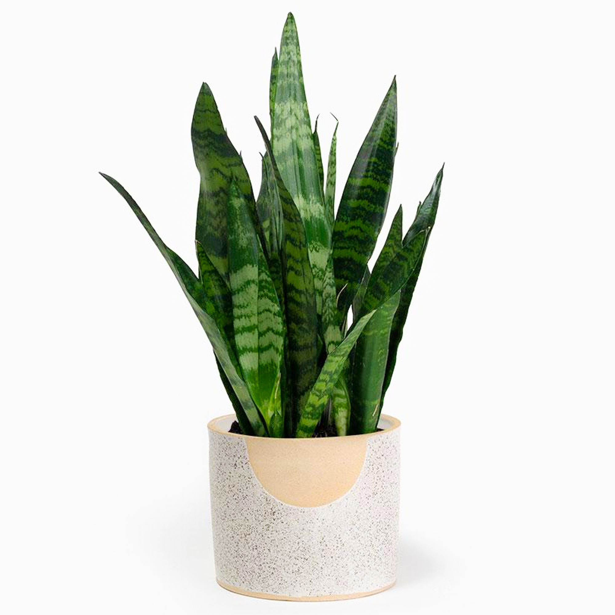 Black Coral Snake Plant Sansevieria Sakura Tucson