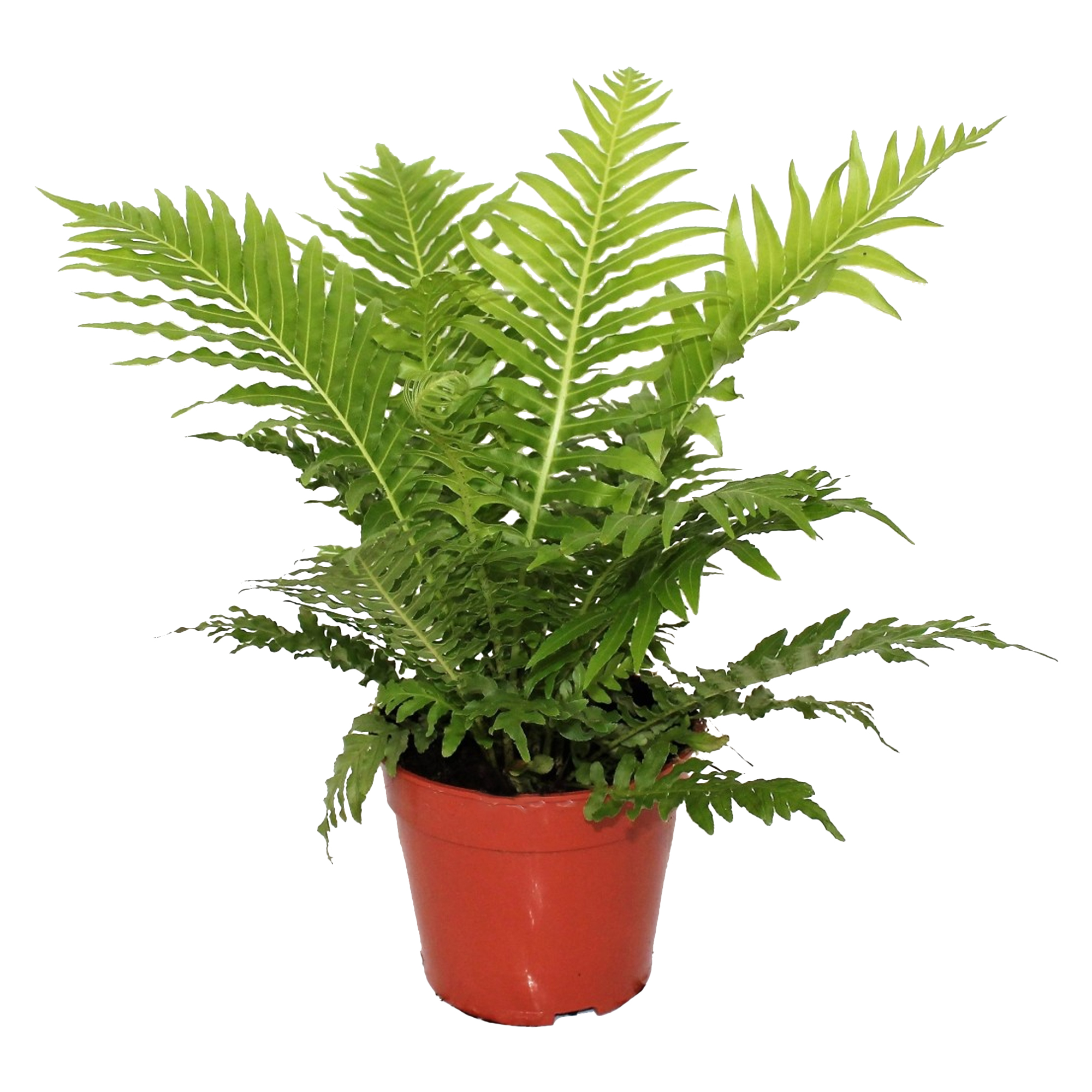 Blechnum Silver Lady Fern Evergreen House Plants for Home or Office in Plant Pot