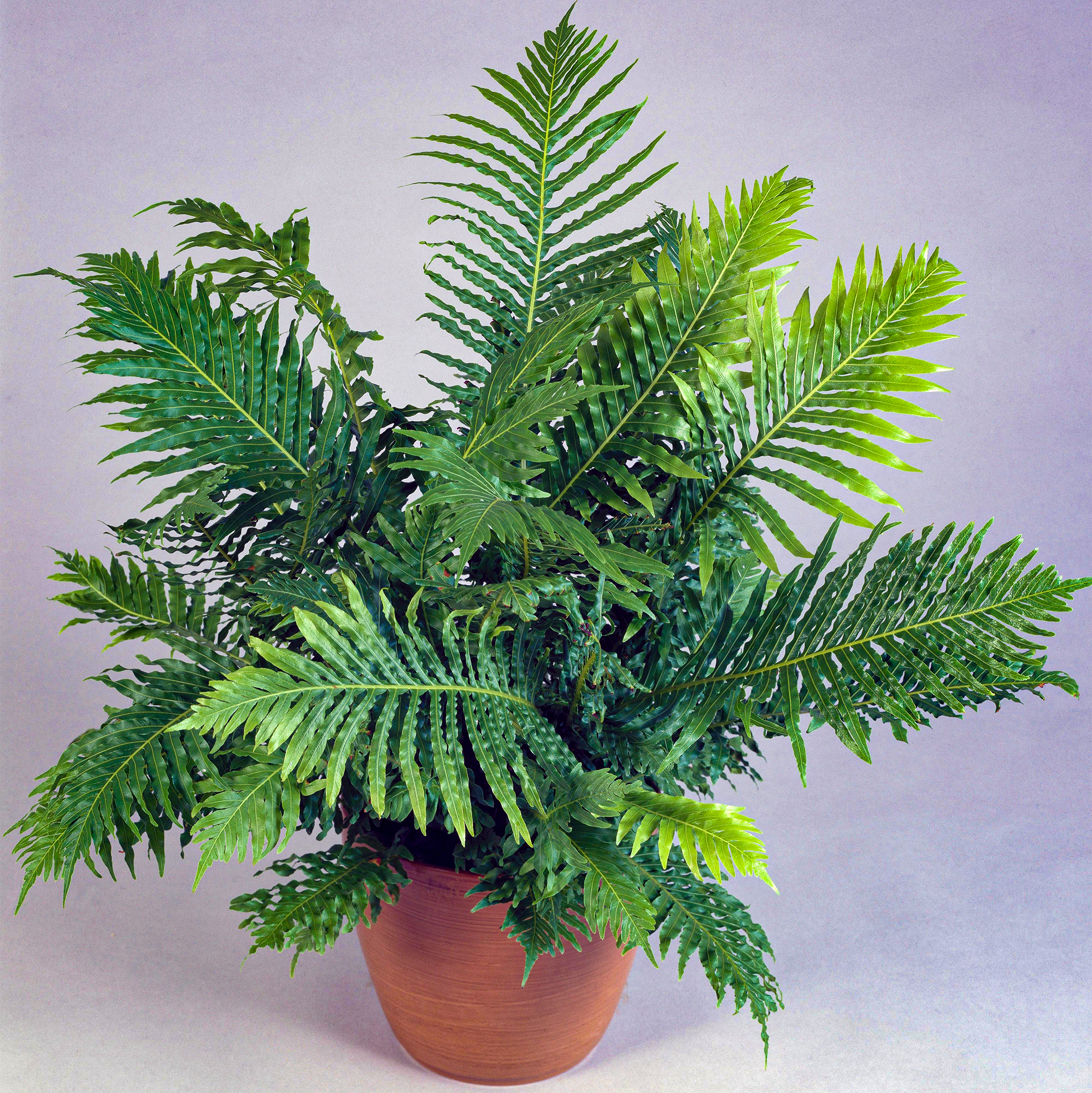 Small Delicate Blechnum Silver Lady | Indoor Potted Fern | Plant Gift ...