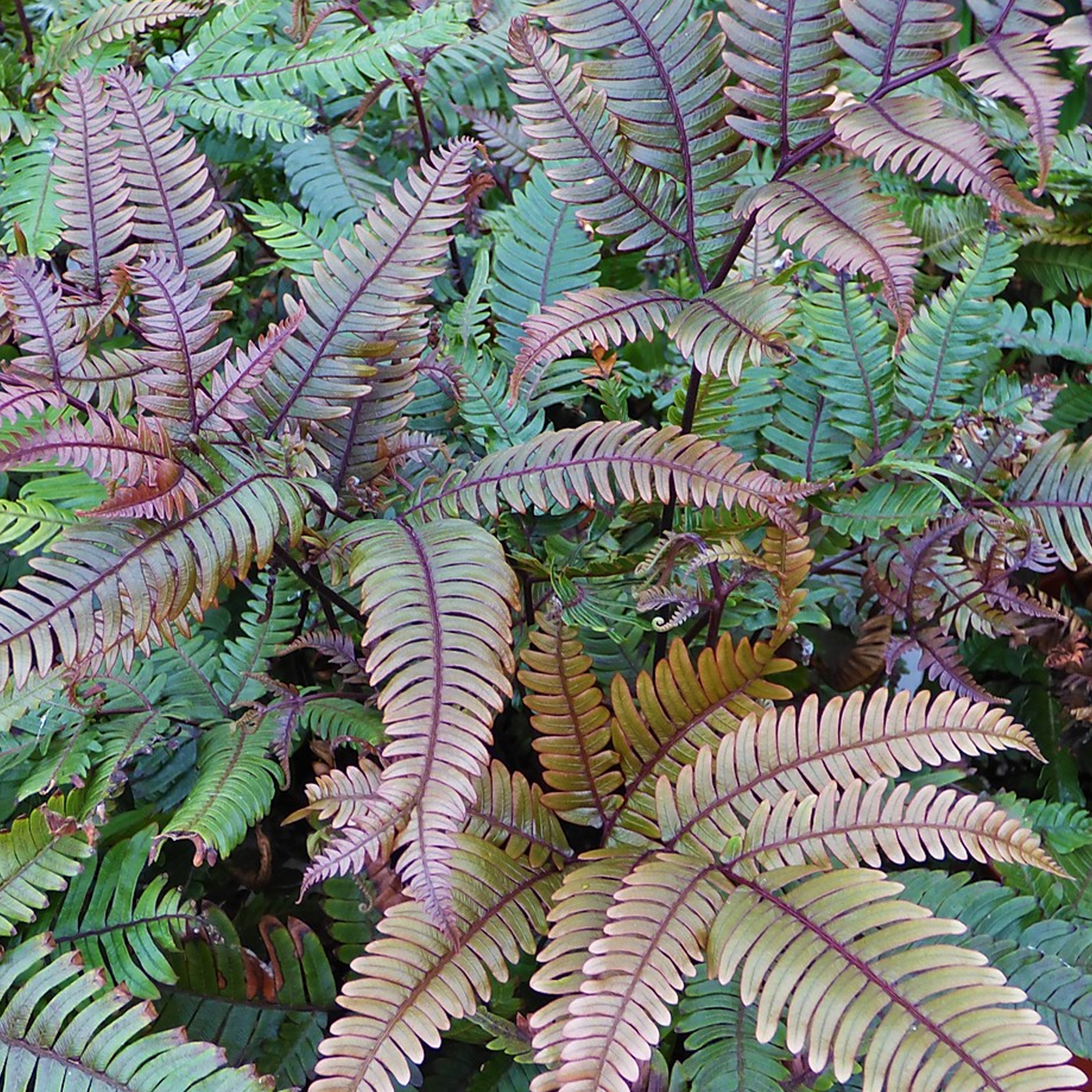Pteris Tricolor Painted Brake Fern Plant for Home or