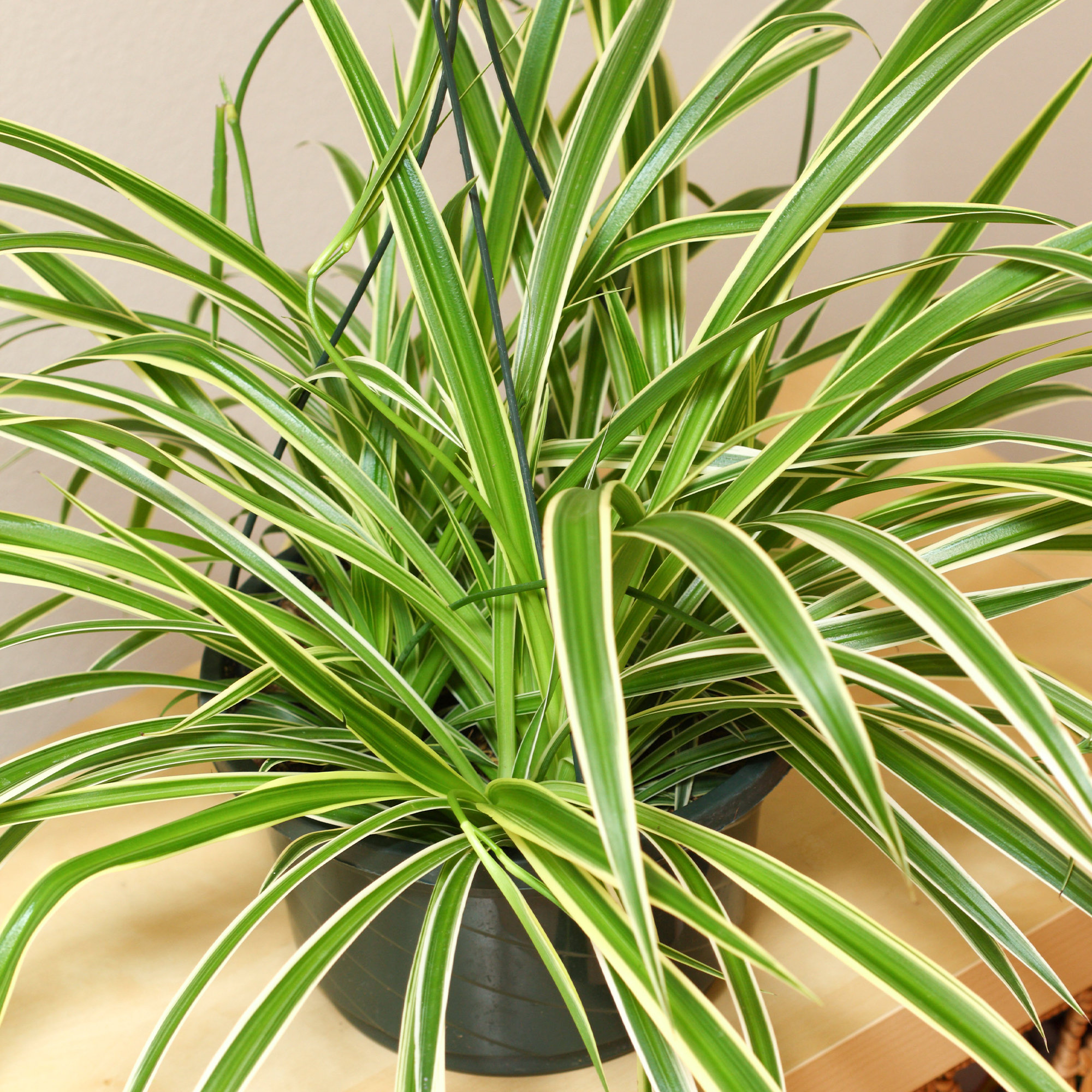 1 x Chlorophytum Variegatum | Evergreen Indoor 20-30cm Potted Spider ...