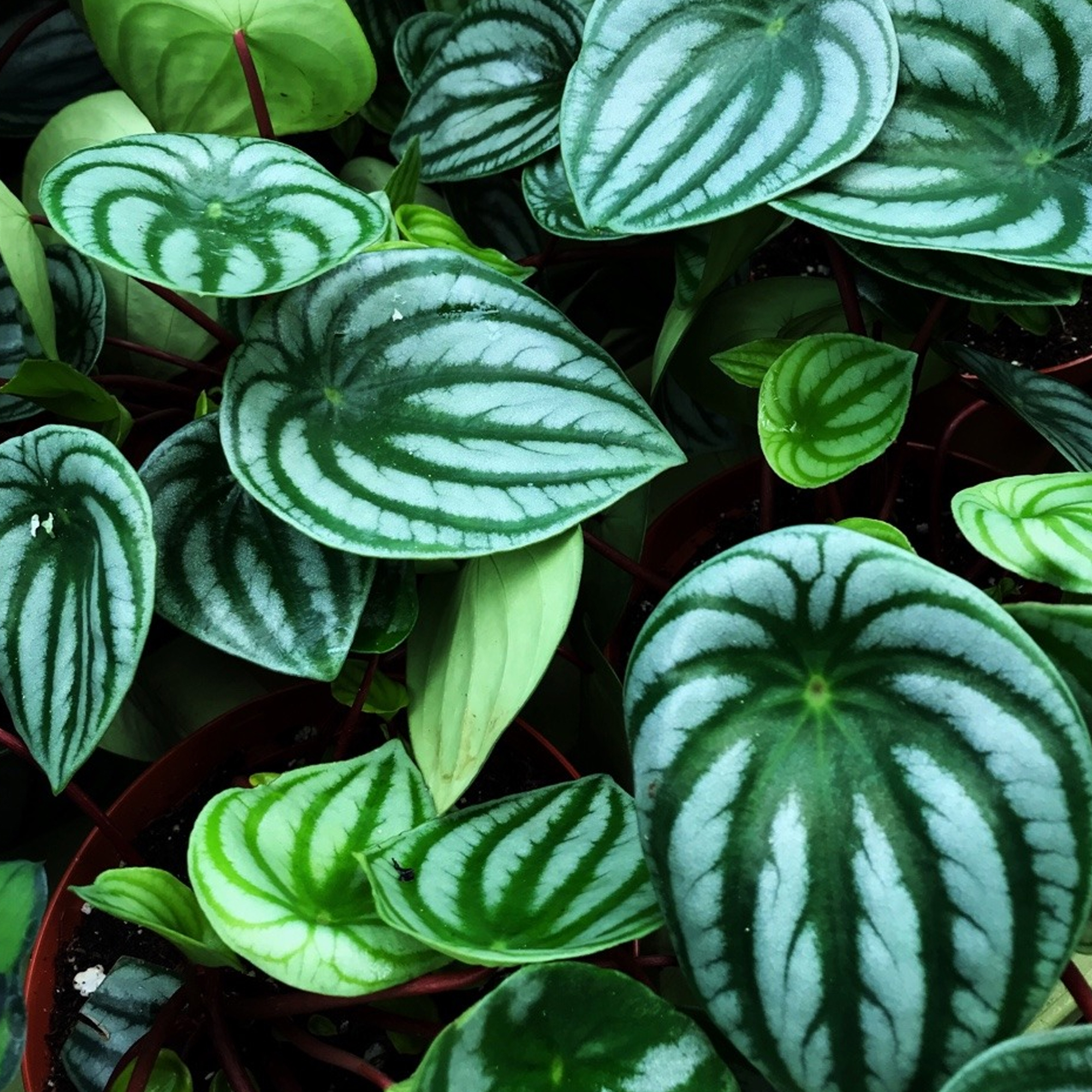 Colourful Peperomia Argyreia Evergreen Watermelon Begonia (1525cm in
