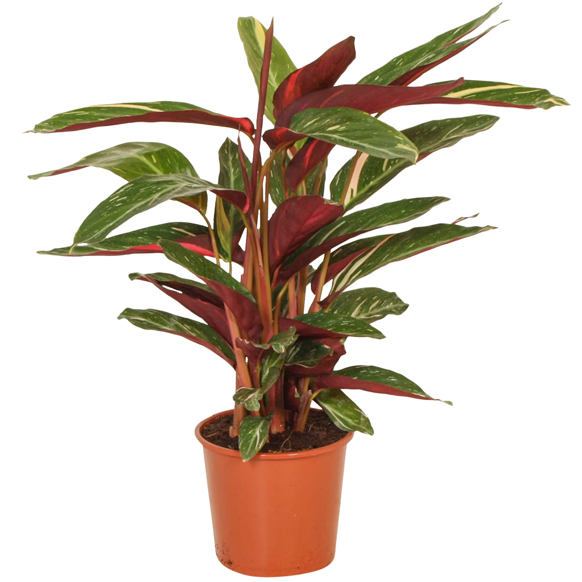 Calathea Stromanthe Magicstar Indoor Plant for Home or Office (30-40cm Incl Pot)
