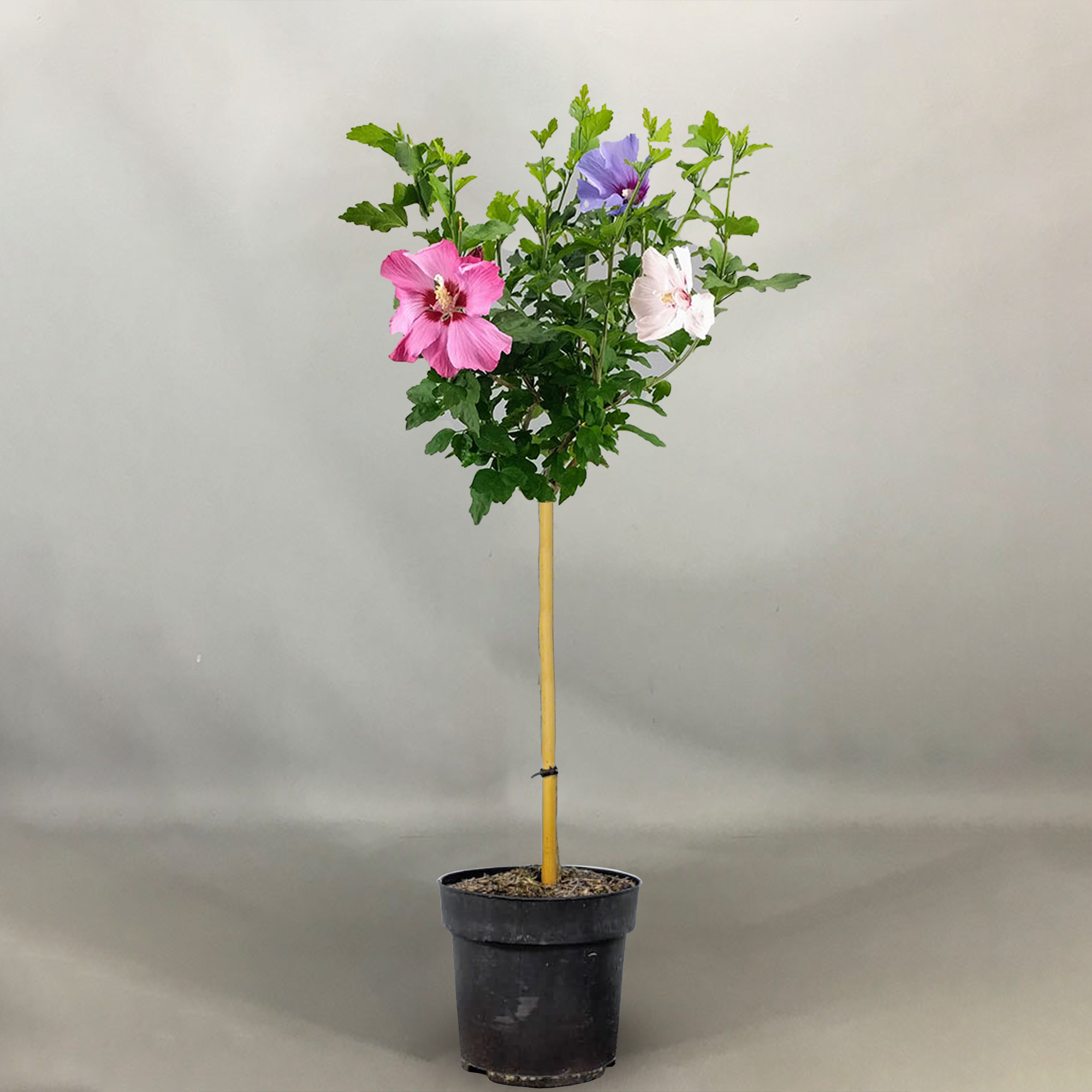 Hibiscus Tricolour Tree Potted Deciduous Ornamental Trees for Small