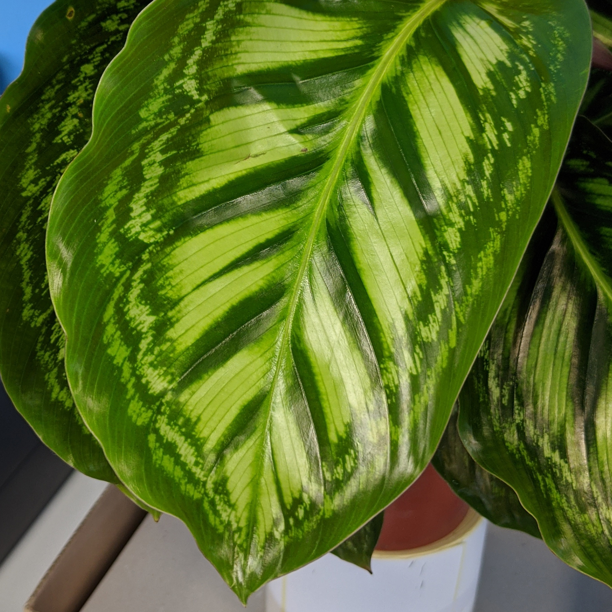 dracaena golden Dracaena Golden Heart