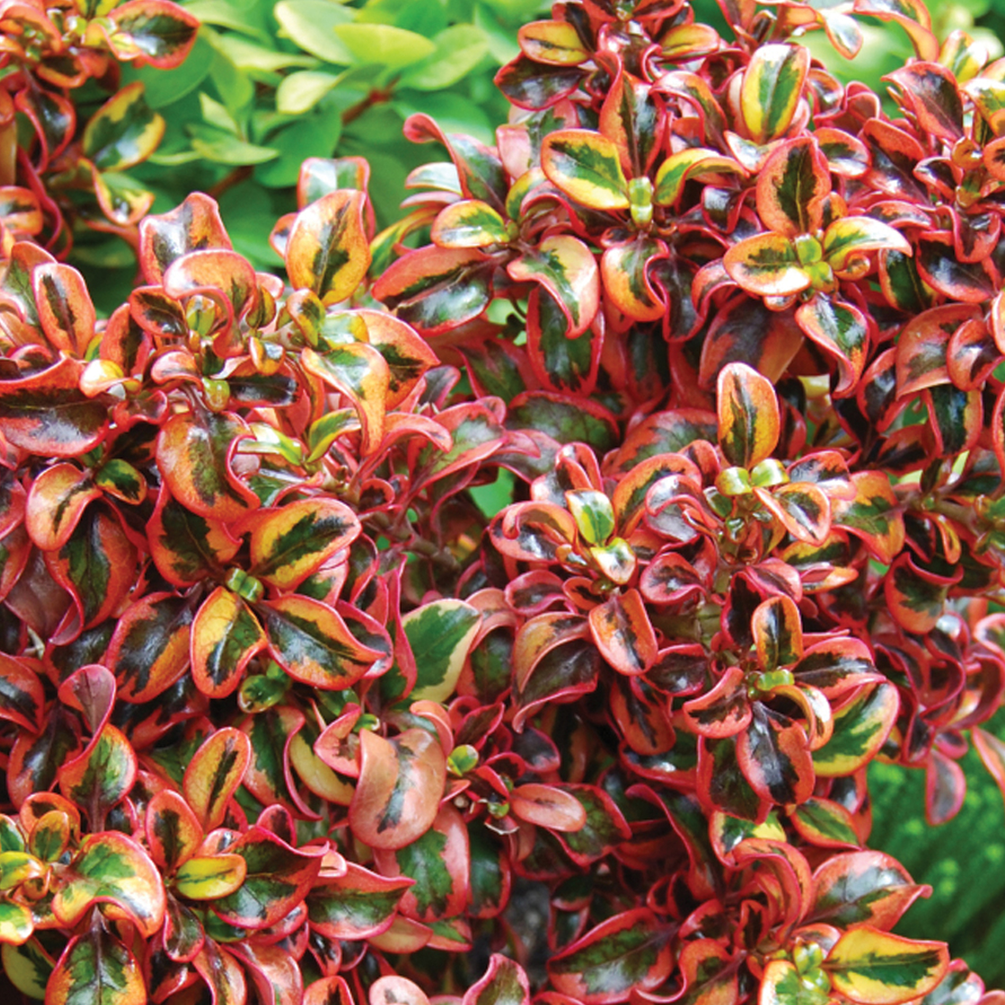 Coprosma Inferno Mirror Plant Upright Evergreen Colourful Outdoor