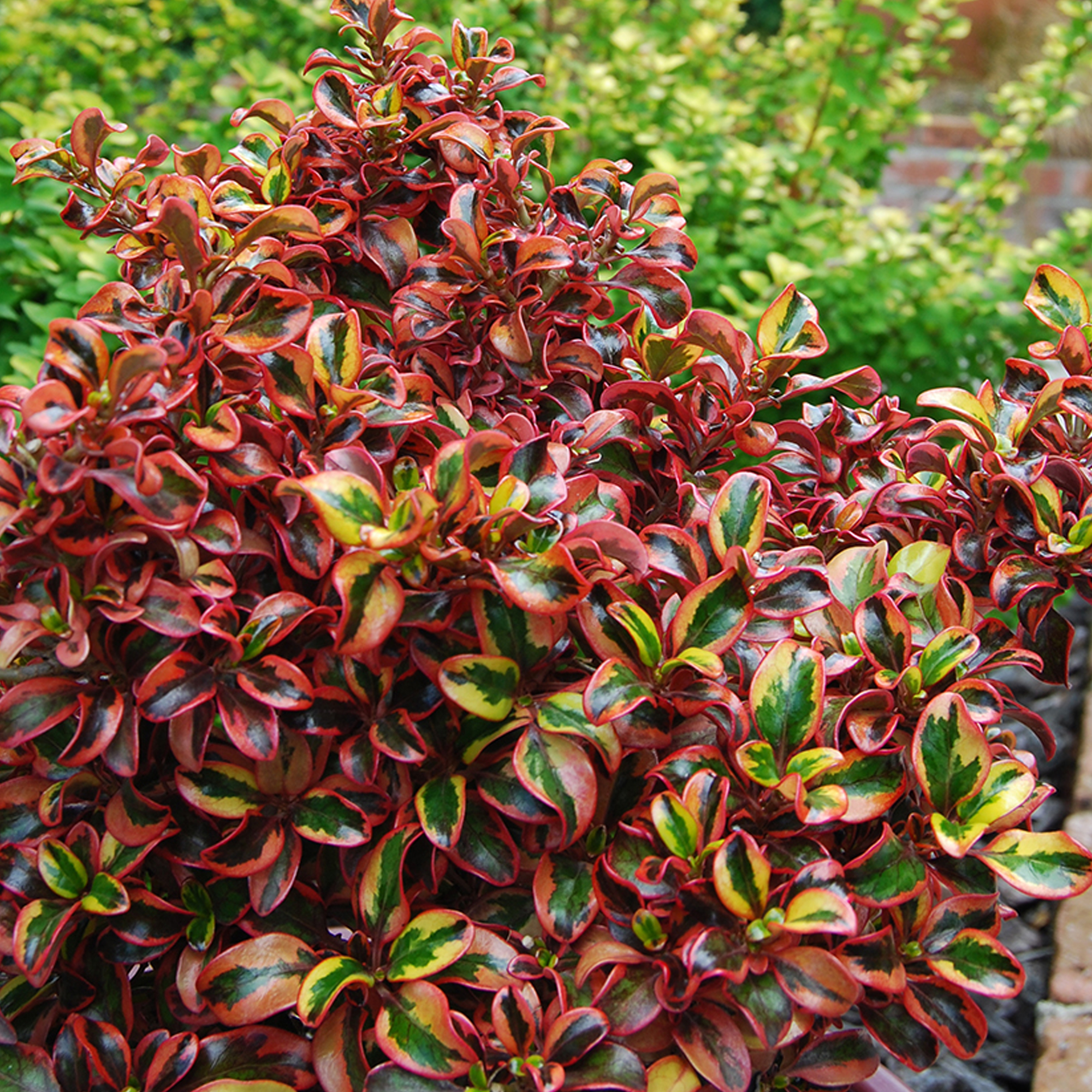 Coprosma Inferno Mirror Plant Upright Evergreen Colourful
