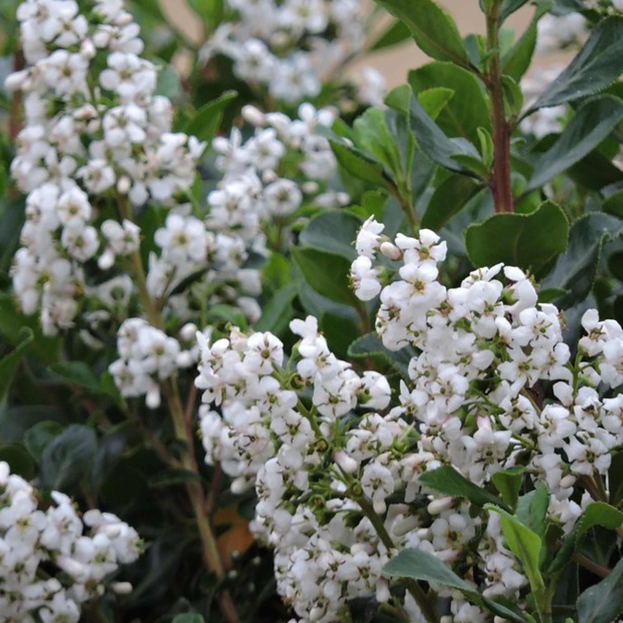 Escallonia Iveyi Bushy Scented Flowering Outdoor Potted