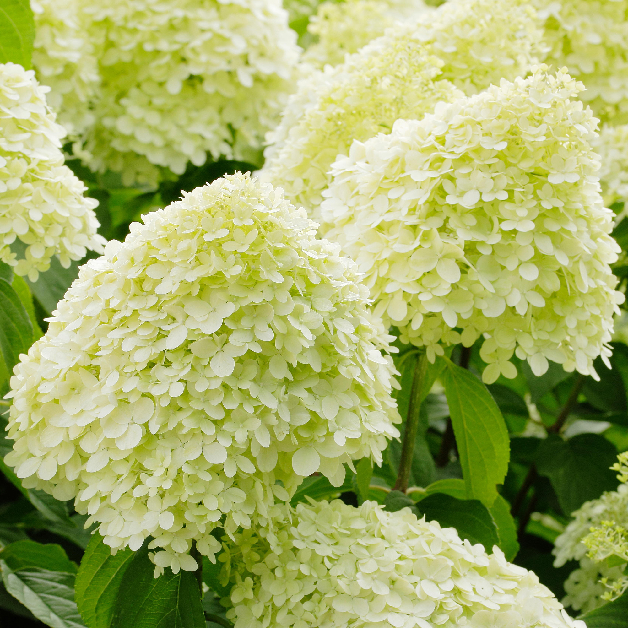 Hydrangea Limelight Spreading Deciduous Flowering Potted Outdoor Garden Shrub - Picture 6 of 20