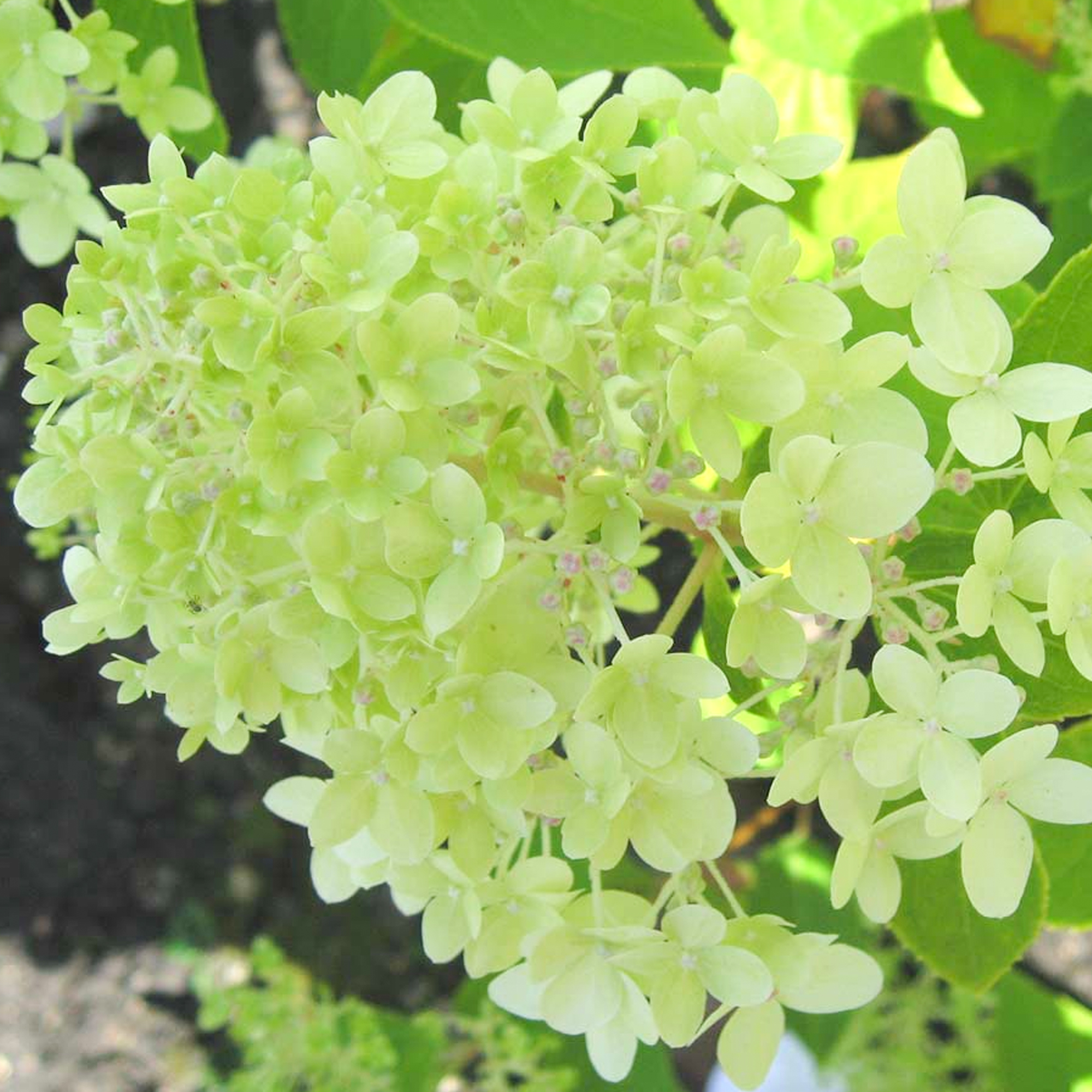 Hydrangea Limelight Spreading Deciduous Flowering Potted Outdoor Garden Shrub - Picture 7 of 20