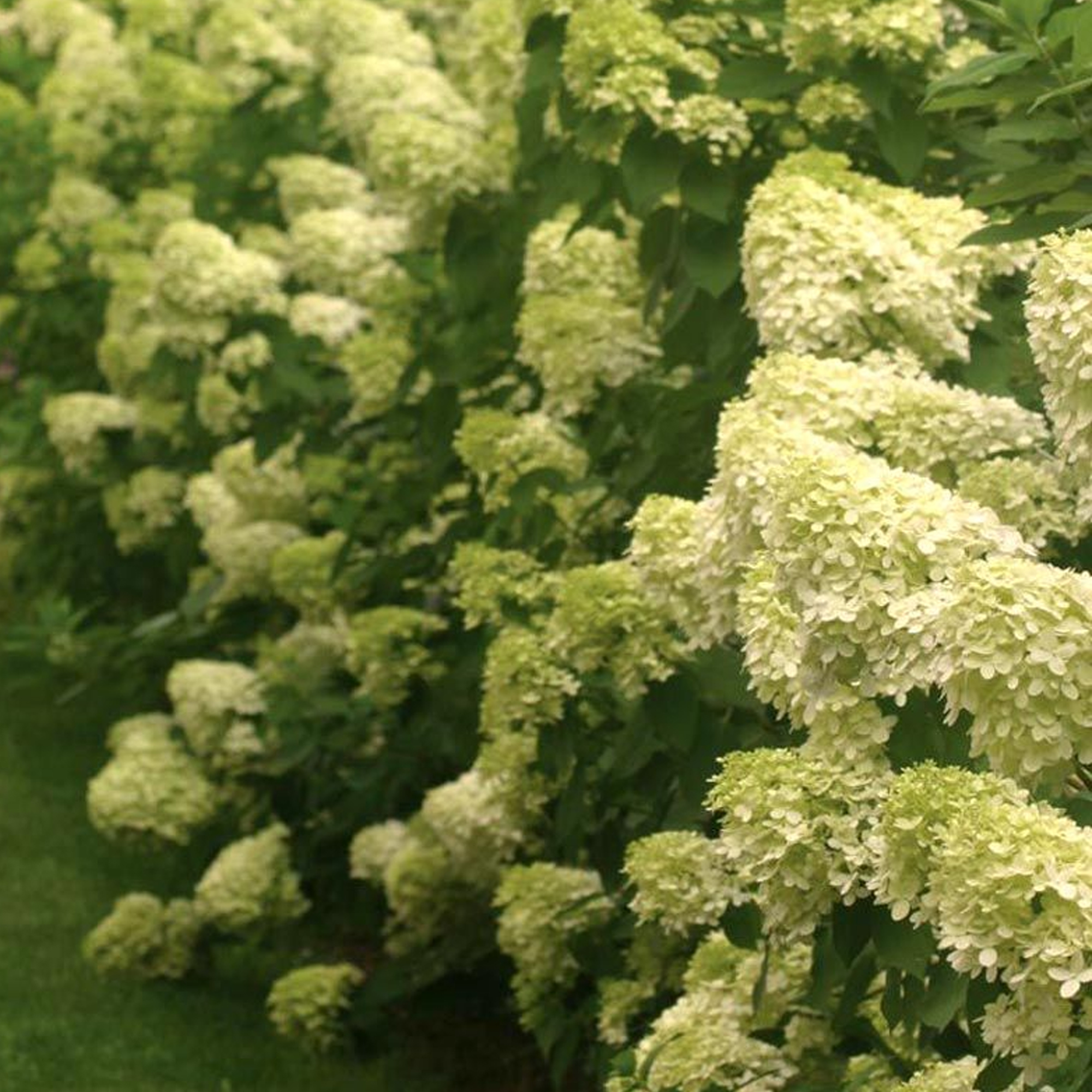 Hydrangea Limelight Spreading Deciduous Flowering Potted Outdoor Garden Shrub - Picture 8 of 20