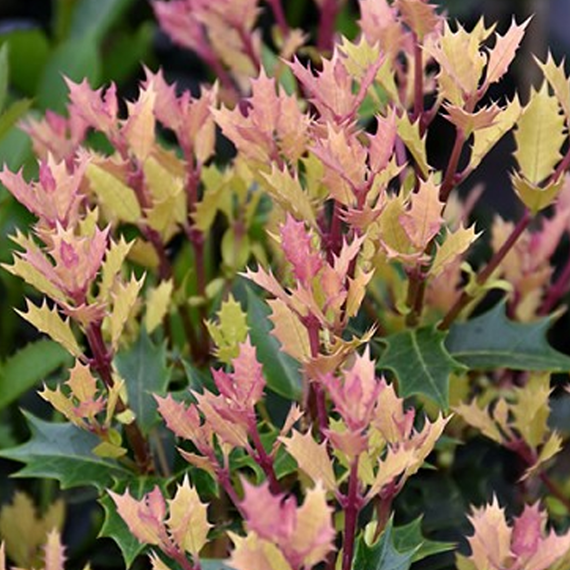 Osmanthus Party Lights Hardy Rounded Colourful Flowering Evergreen