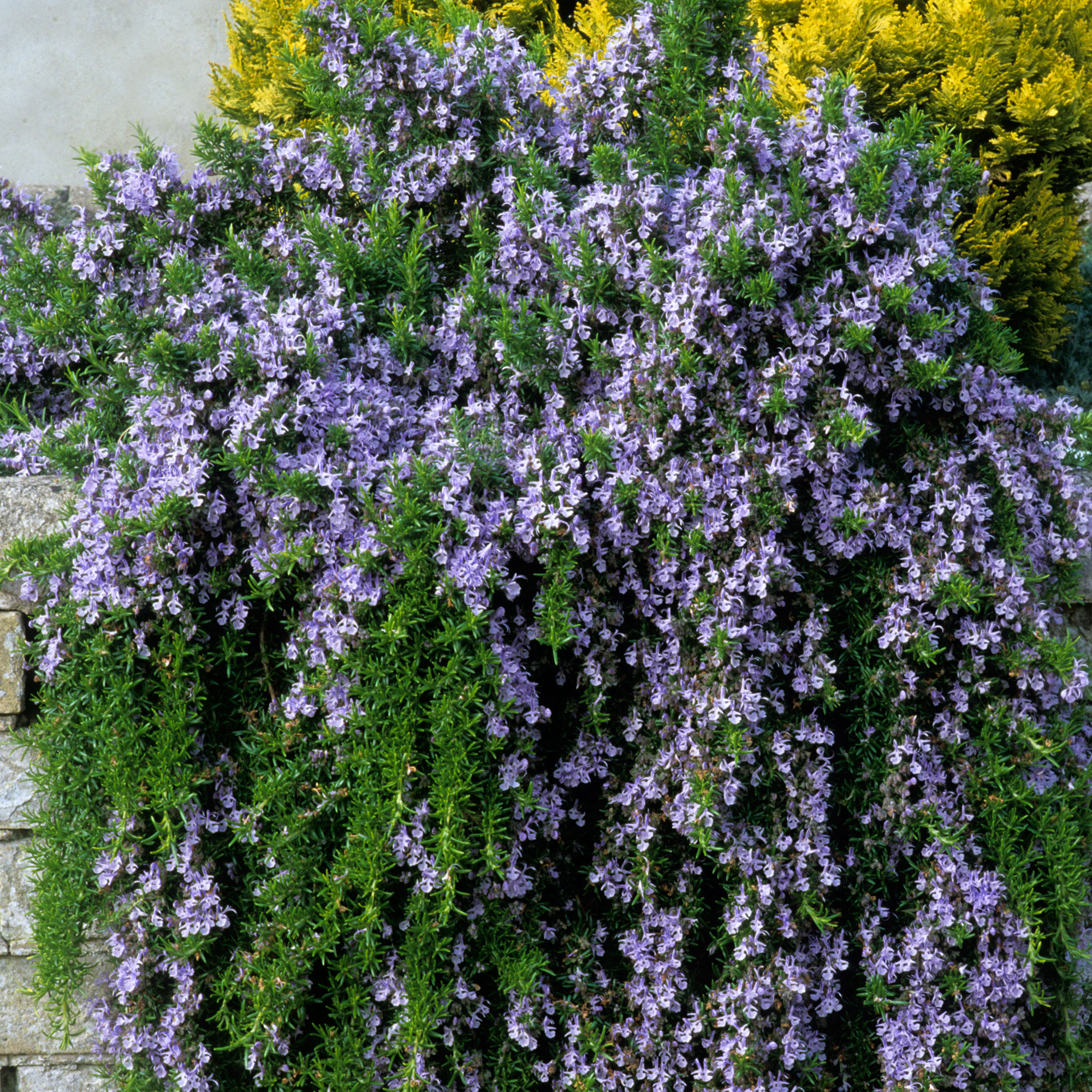 Rosmarinus Blue Lagoon Rosemary Trailing Aromatic