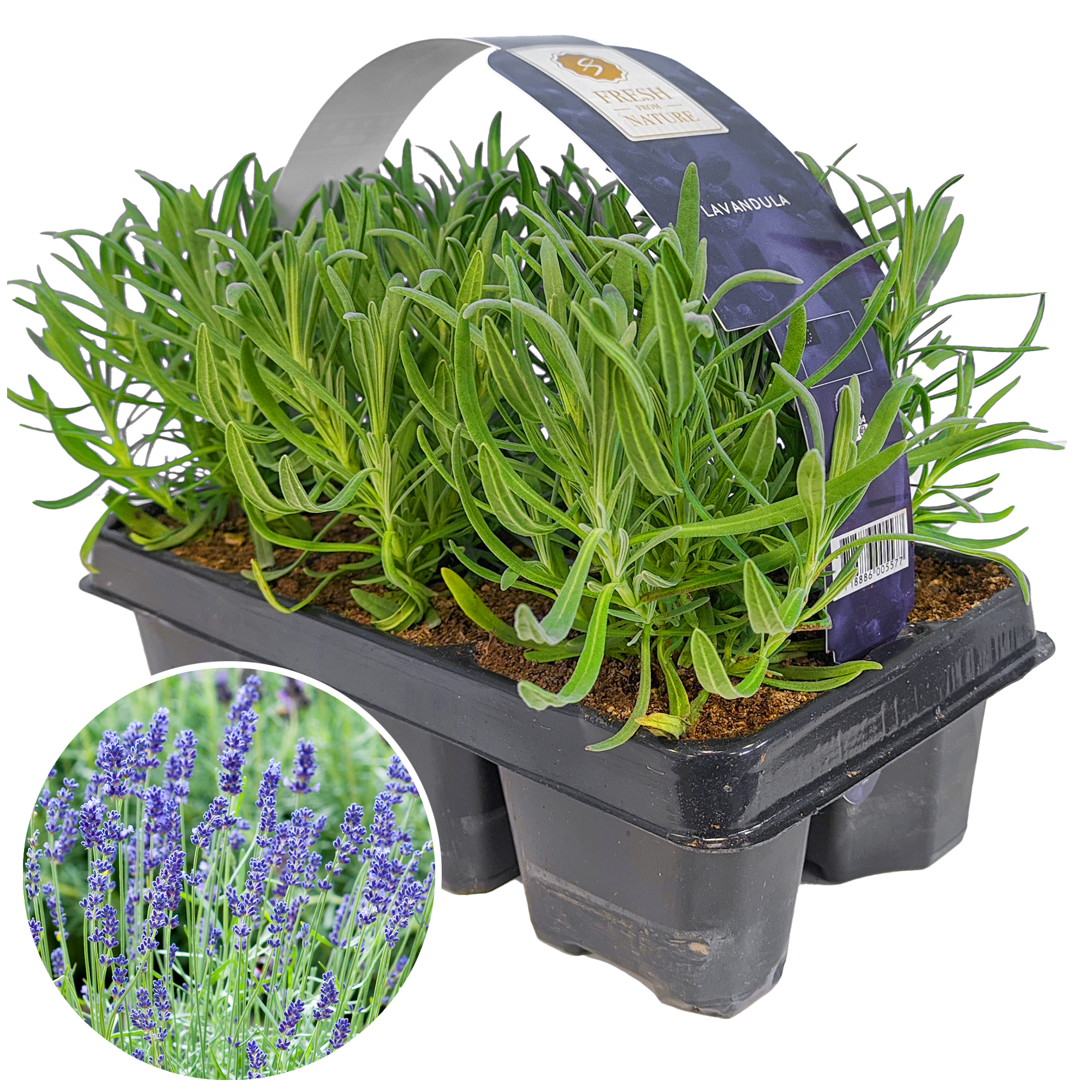 Lavender Angustifolia Fragrant Garden Plants for Borders Pots Container