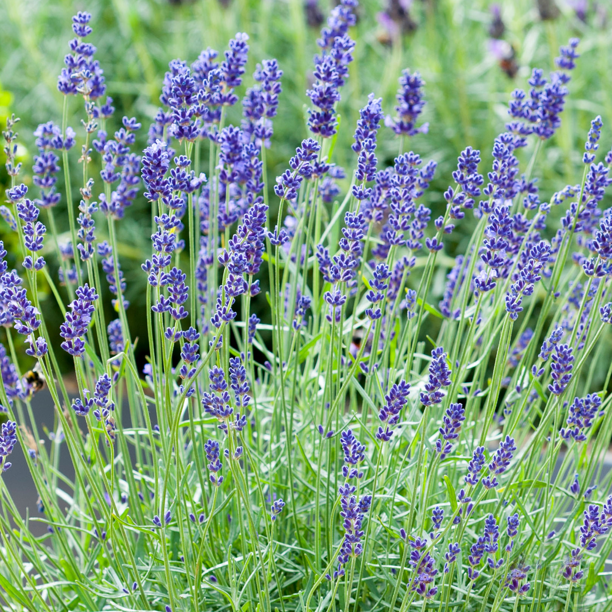 Lavender Angustifolia Fragrant Garden Plants for Borders