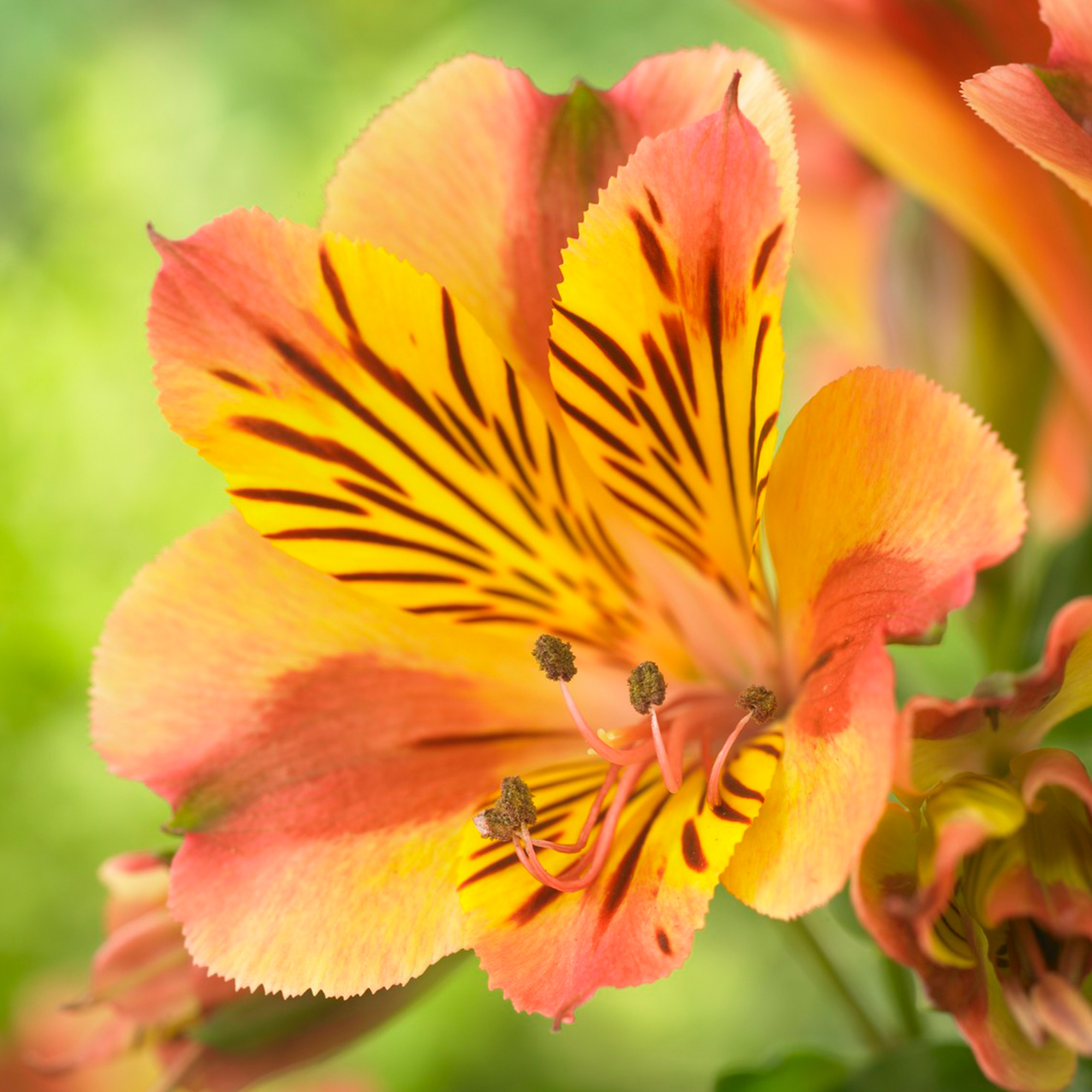 Alstroemeria colorita Diana Outdoor blühende Lilien krautig mehrjährig - Bild 6 von 10
