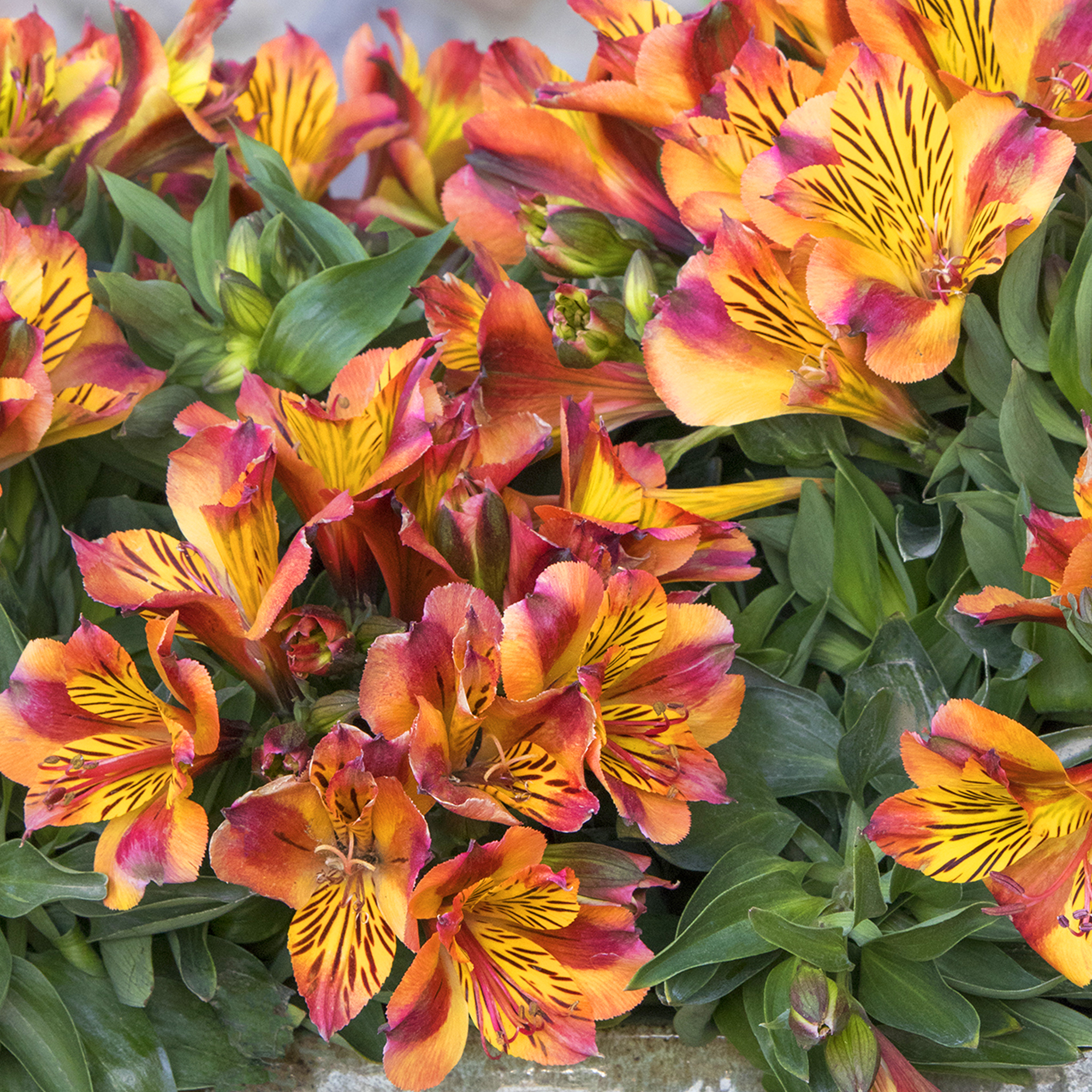 Alstroemeria colorita Diana Outdoor blühende Lilien krautig mehrjährig - Bild 7 von 10