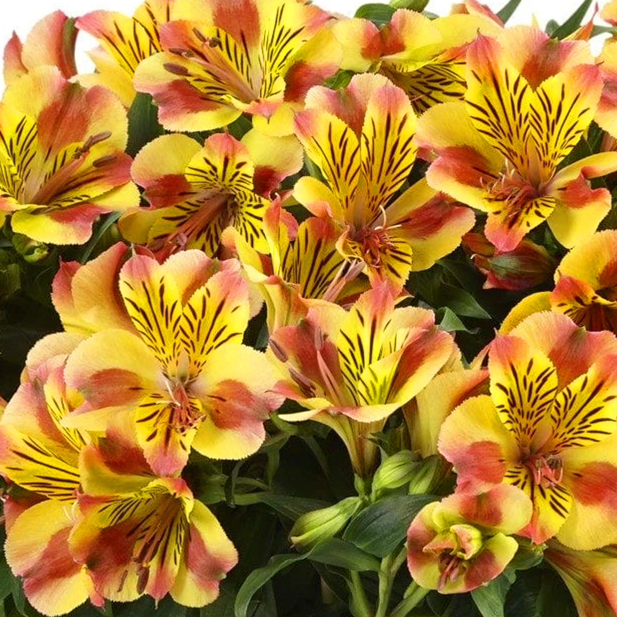 Alstroemeria colorita Diana Outdoor blühende Lilien krautig mehrjährig - Bild 8 von 10