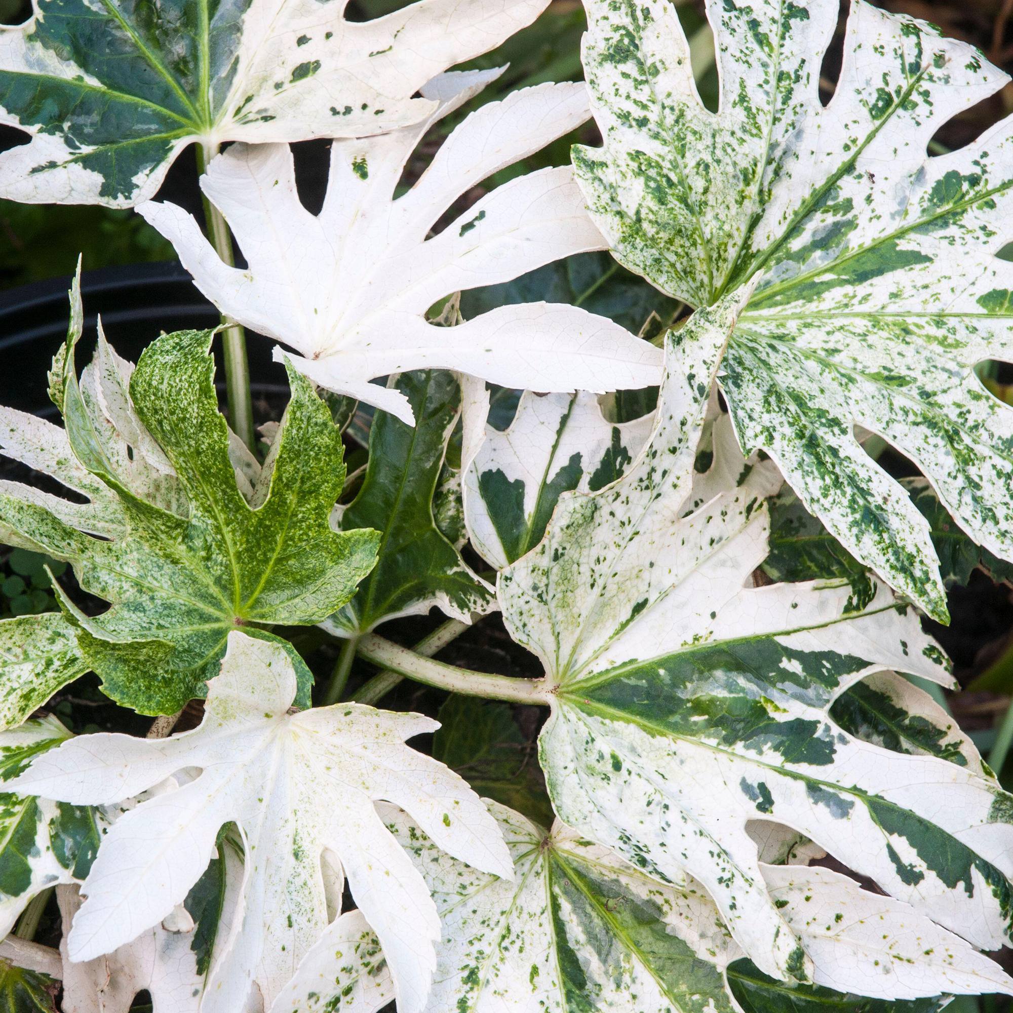 Fatsia Japonica Spiders Web Japanese Aralia Evergreen Flowering Outdoor Shrub