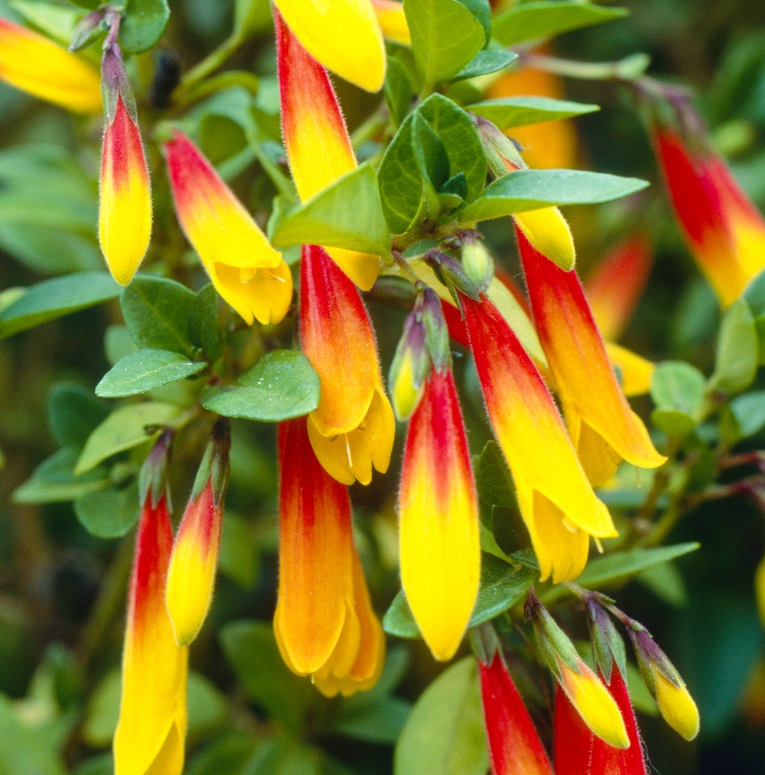 Jacobinia Pauciflora Brazilian Fuchsia Evergreen Perennial Flowering Shrub - Picture 7 of 11