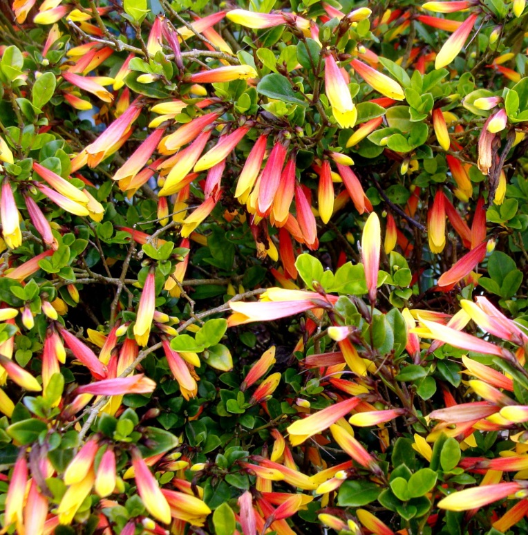 Jacobinia Pauciflora Brazilian Fuchsia Evergreen Perennial Flowering Shrub - Picture 8 of 11